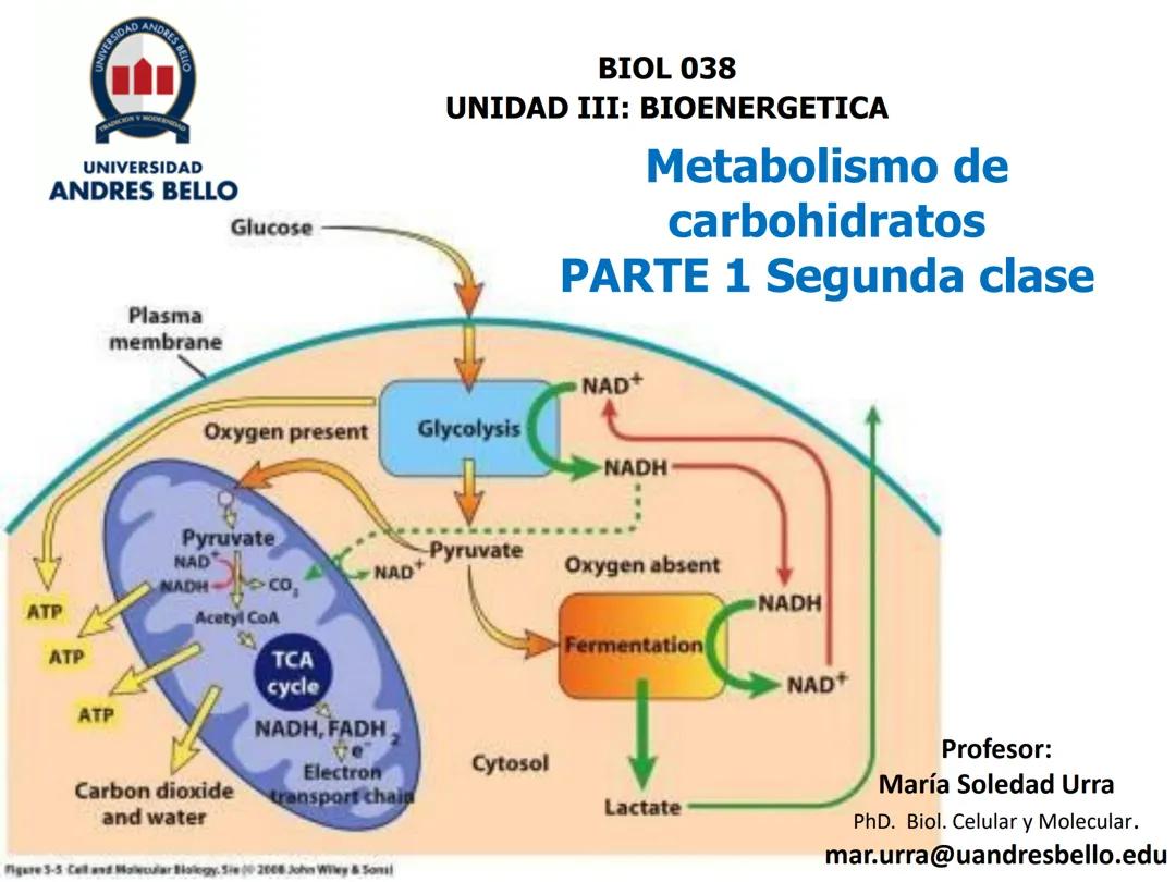 Metabolismo de carbohidratos parte 1