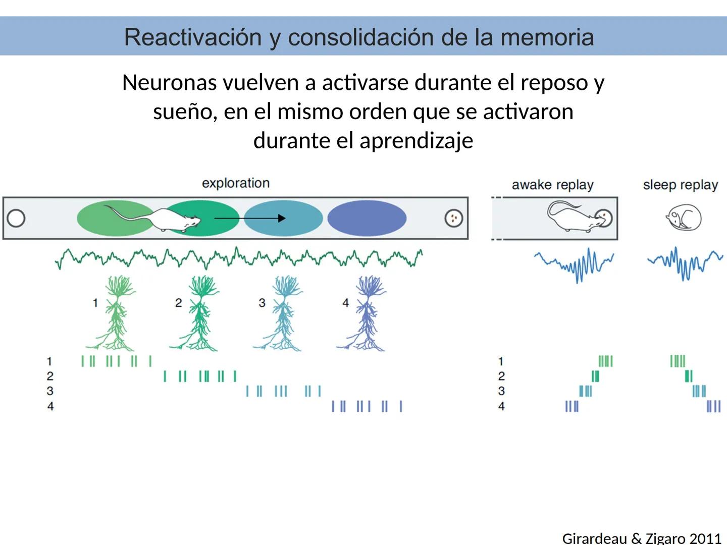 Memoria # Modelo Modal de la mente
Entrada sensorial → Memoria Sensorial → Atención → Memoria de Trabajo → Codificación → Memoria de la