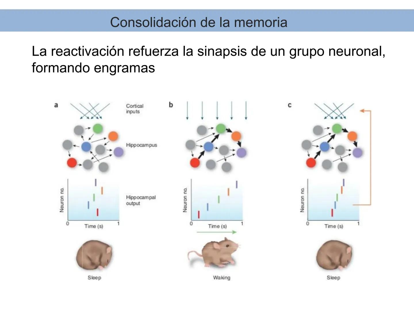 Memoria # Modelo Modal de la mente
Entrada sensorial → Memoria Sensorial → Atención → Memoria de Trabajo → Codificación → Memoria de la