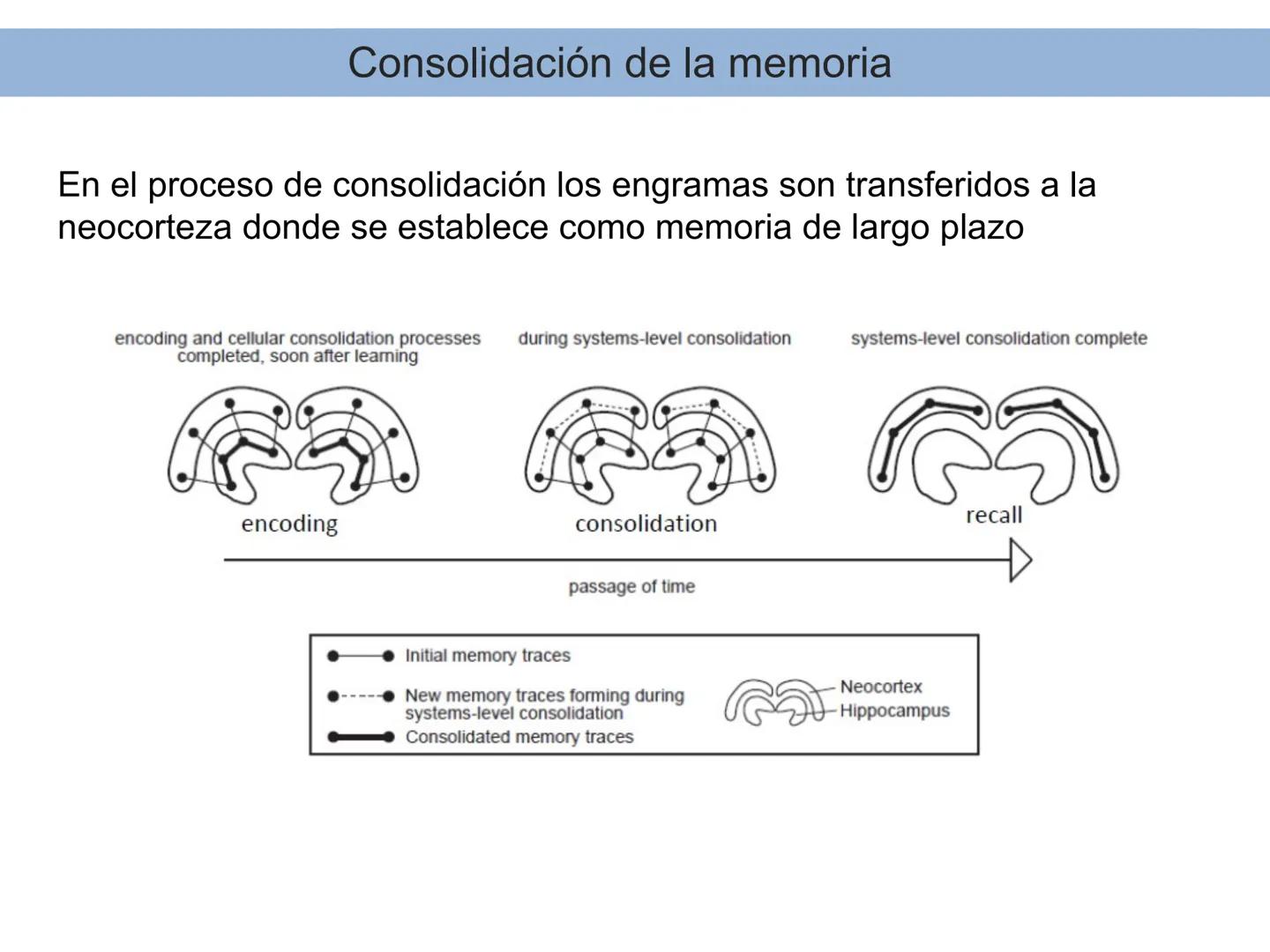 Memoria # Modelo Modal de la mente
Entrada sensorial → Memoria Sensorial → Atención → Memoria de Trabajo → Codificación → Memoria de la