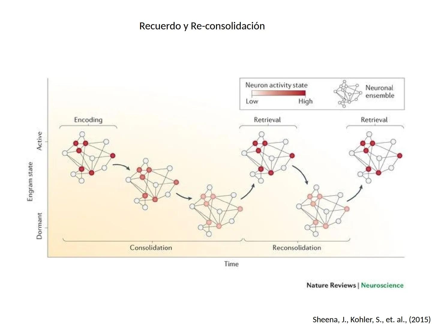 Memoria # Modelo Modal de la mente
Entrada sensorial → Memoria Sensorial → Atención → Memoria de Trabajo → Codificación → Memoria de la