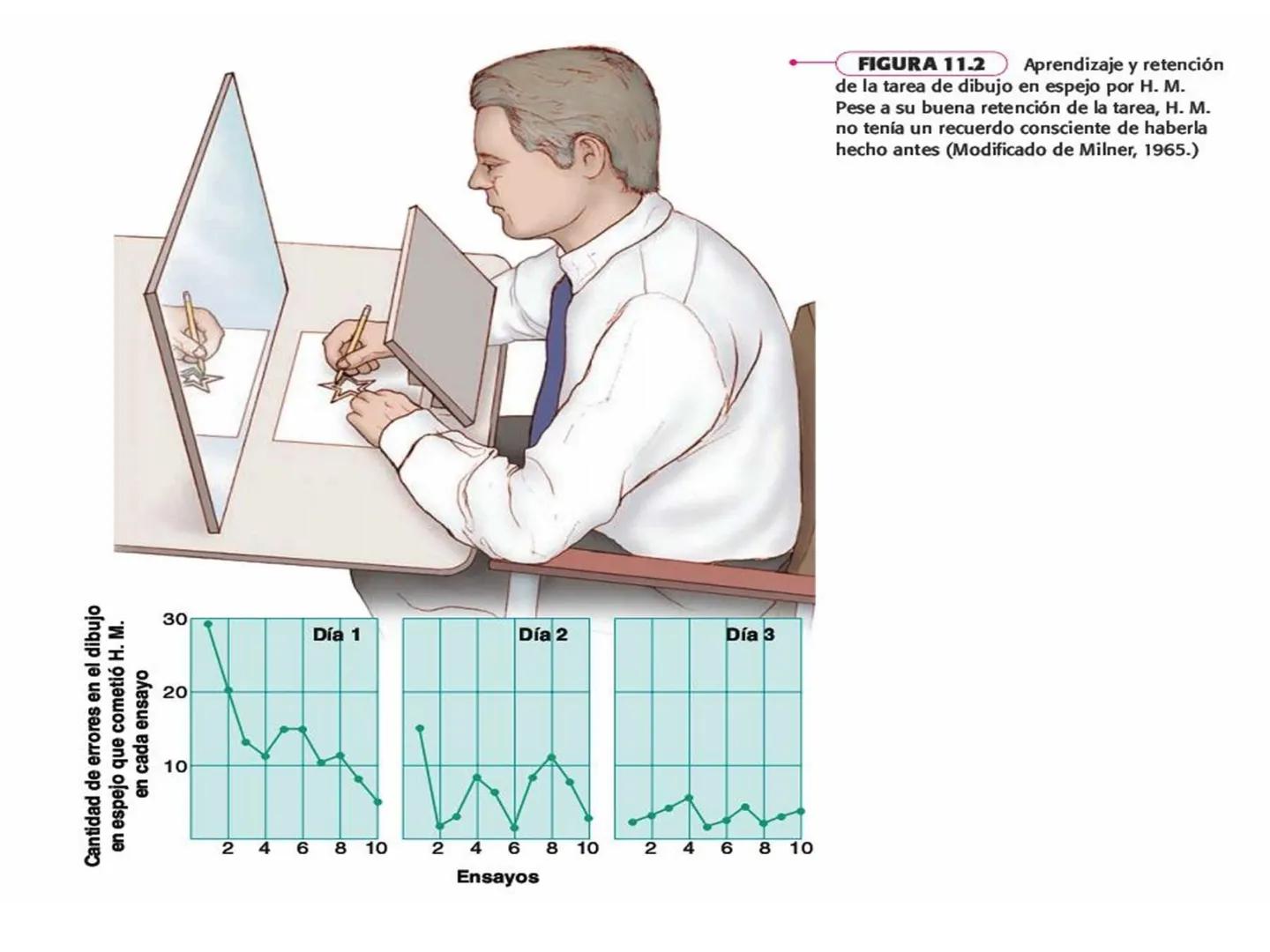 Memoria # Modelo Modal de la mente
Entrada sensorial → Memoria Sensorial → Atención → Memoria de Trabajo → Codificación → Memoria de la