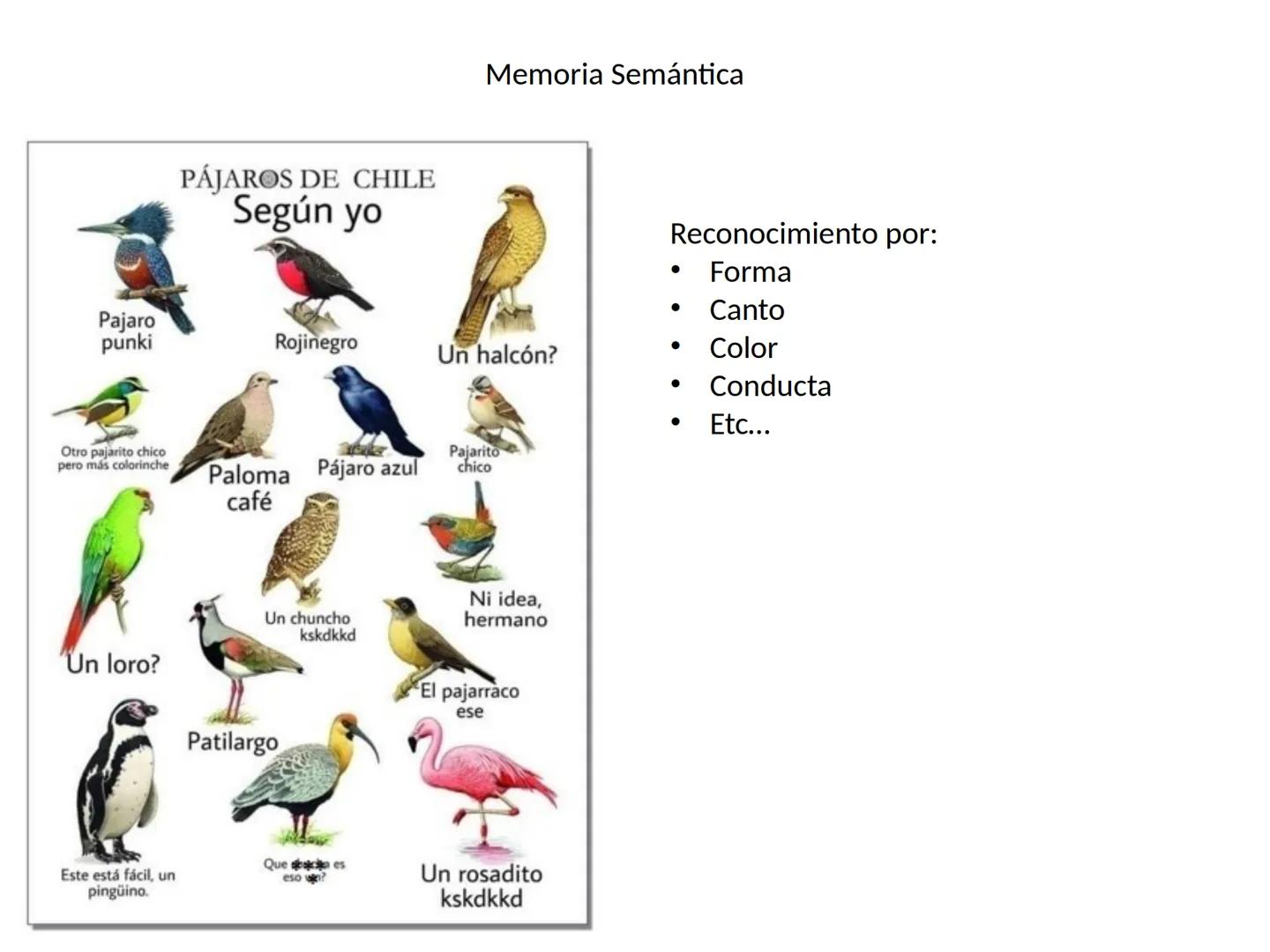 Memoria # Modelo Modal de la mente
Entrada sensorial → Memoria Sensorial → Atención → Memoria de Trabajo → Codificación → Memoria de la