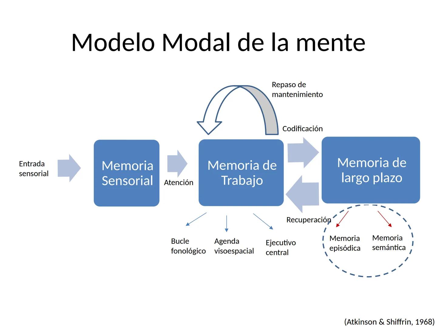 Memoria # Modelo Modal de la mente
Entrada sensorial → Memoria Sensorial → Atención → Memoria de Trabajo → Codificación → Memoria de la
