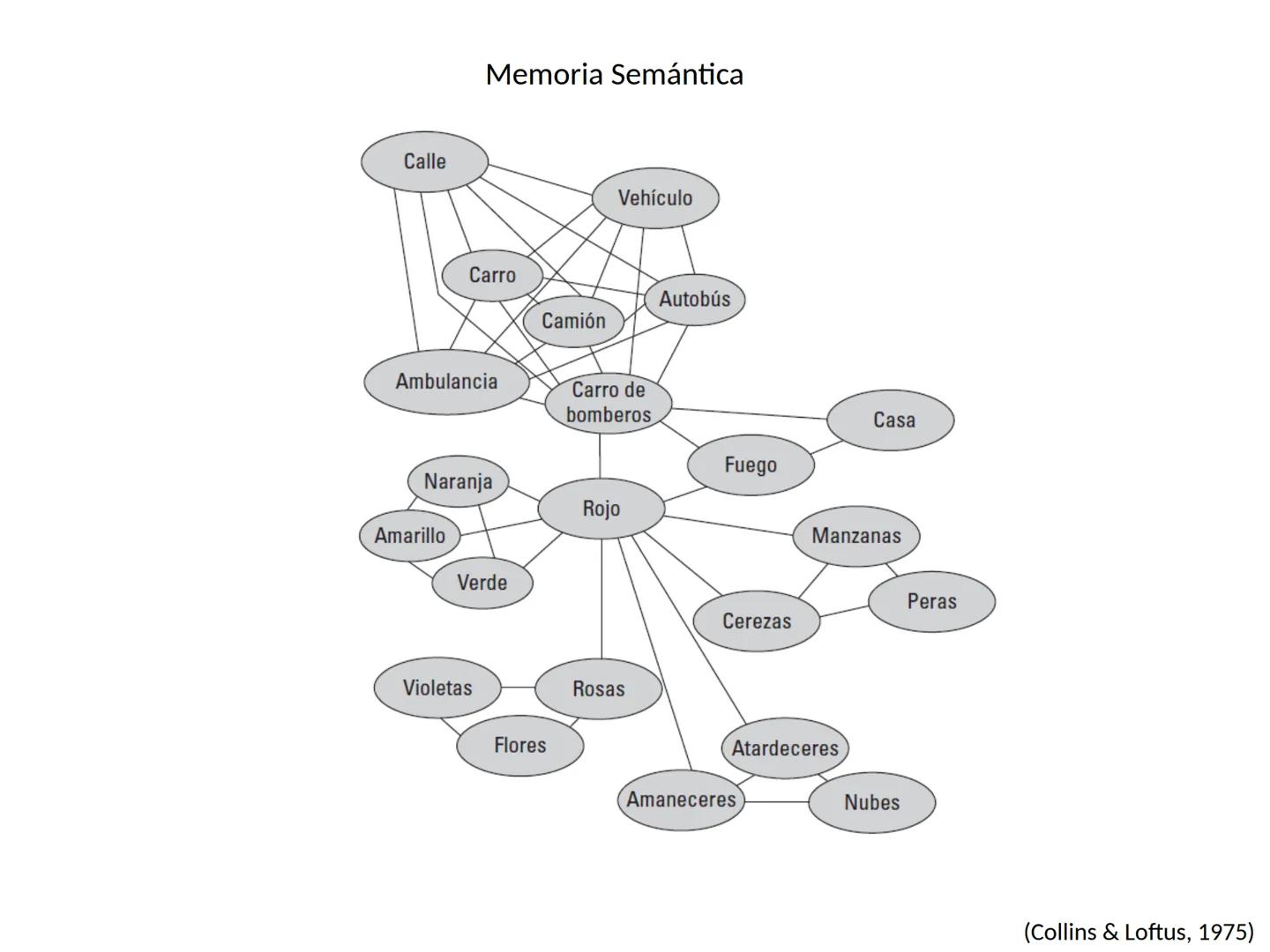 Memoria # Modelo Modal de la mente
Entrada sensorial → Memoria Sensorial → Atención → Memoria de Trabajo → Codificación → Memoria de la