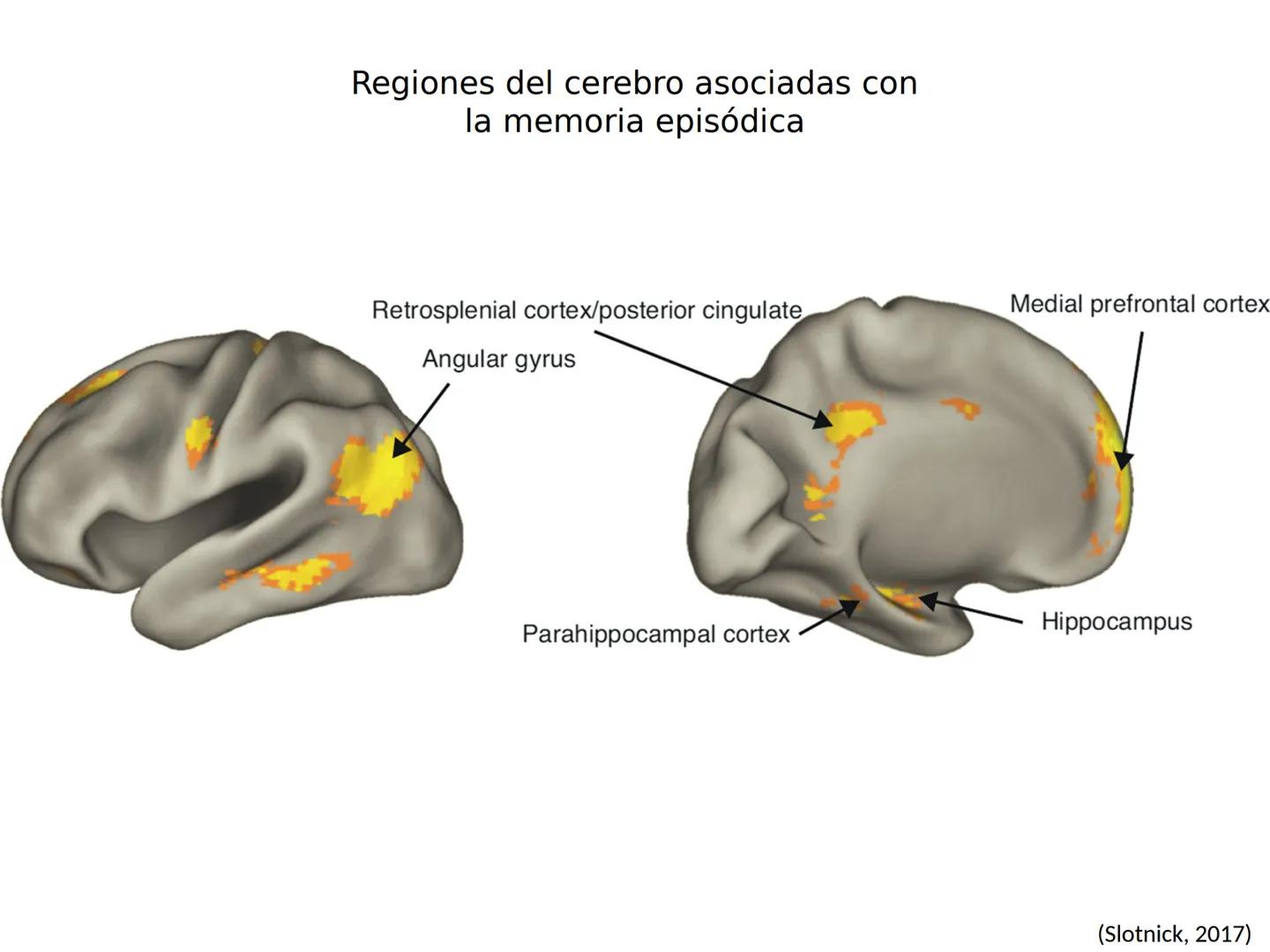 Memoria # Modelo Modal de la mente
Entrada sensorial → Memoria Sensorial → Atención → Memoria de Trabajo → Codificación → Memoria de la