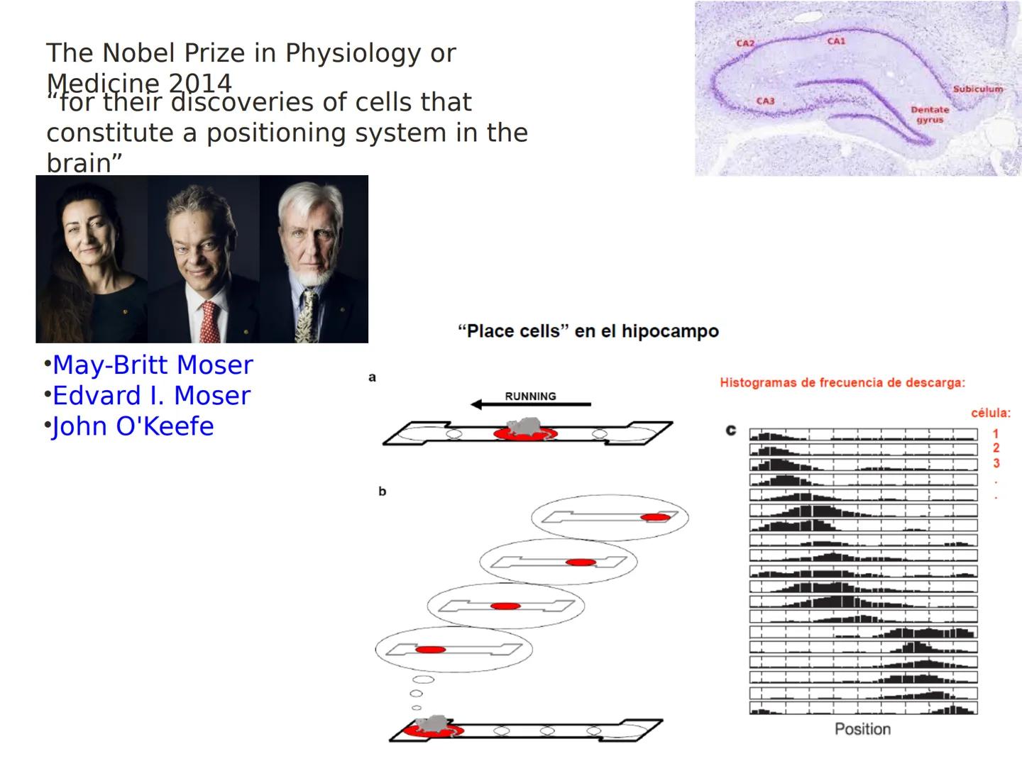 Memoria # Modelo Modal de la mente
Entrada sensorial → Memoria Sensorial → Atención → Memoria de Trabajo → Codificación → Memoria de la