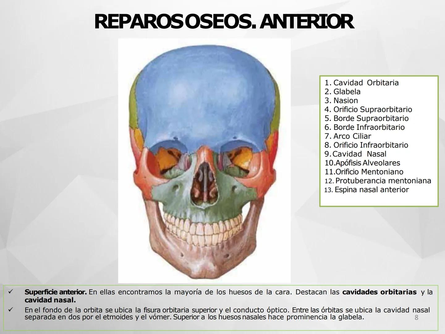 # GUIA
# OSTEOlOGIA
# ESQUELETO
# AXIAL
ANATOMIA CLINICA I
KNE171101
2025
Académico: Klgo. Luis Ureña Gutiérrez
luis.ureta@uda.cl - morf