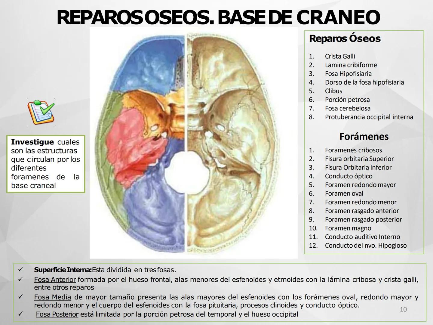# GUIA
# OSTEOlOGIA
# ESQUELETO
# AXIAL
ANATOMIA CLINICA I
KNE171101
2025
Académico: Klgo. Luis Ureña Gutiérrez
luis.ureta@uda.cl - morf