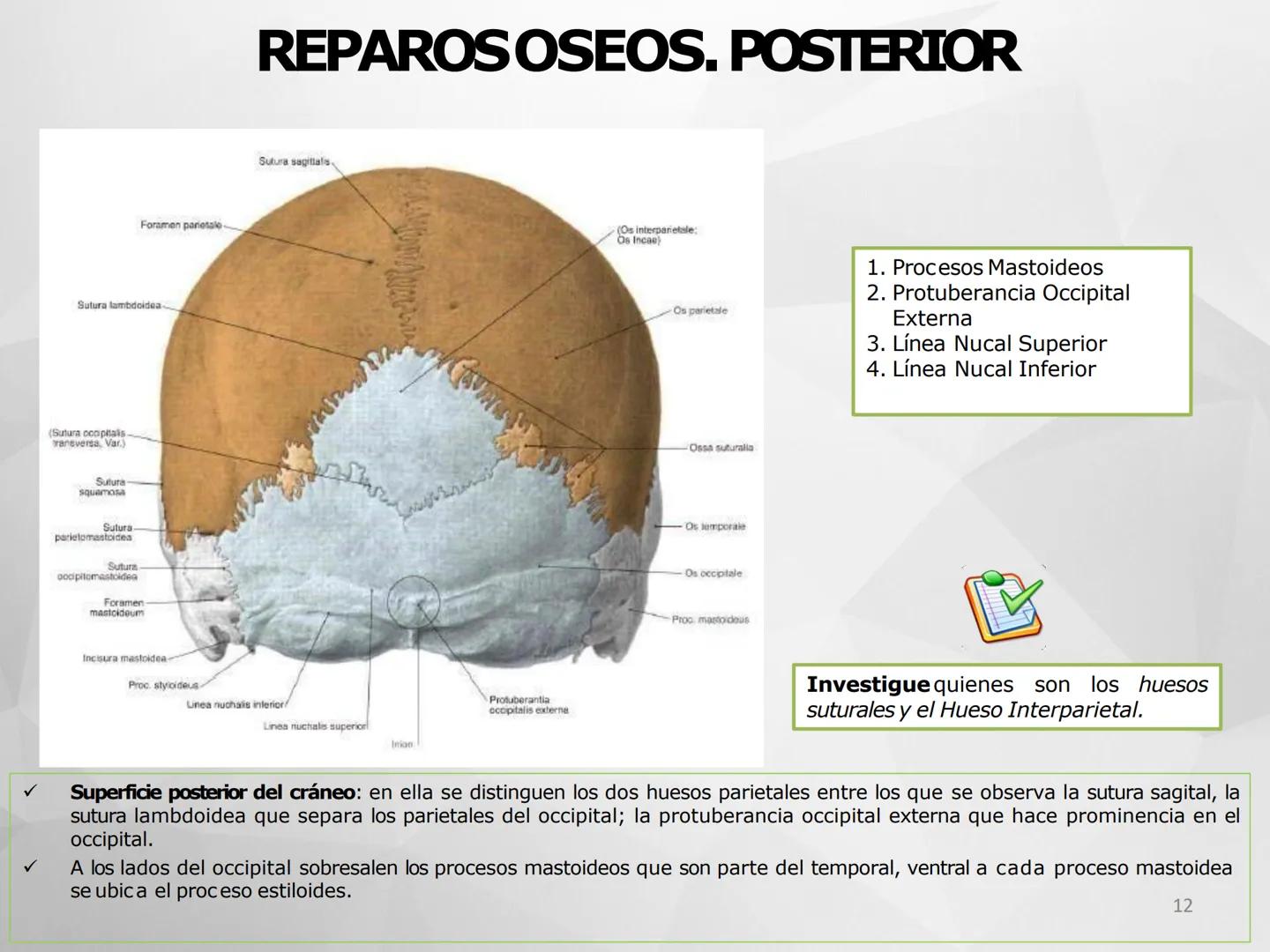 # GUIA
# OSTEOlOGIA
# ESQUELETO
# AXIAL
ANATOMIA CLINICA I
KNE171101
2025
Académico: Klgo. Luis Ureña Gutiérrez
luis.ureta@uda.cl - morf