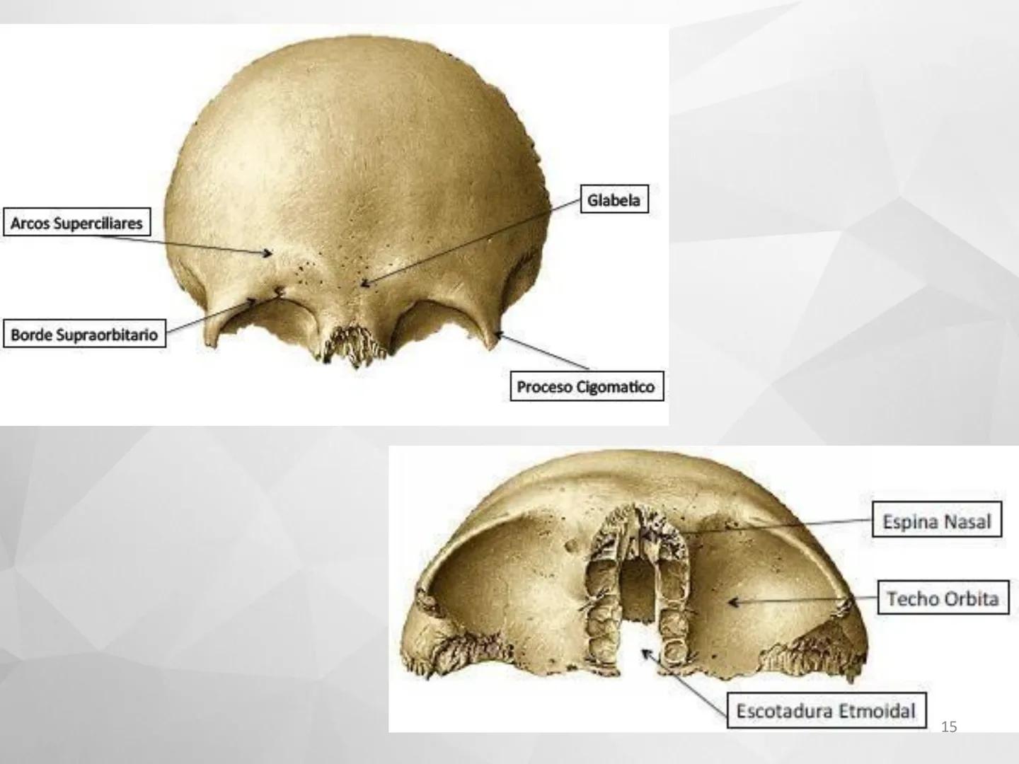# GUIA
# OSTEOlOGIA
# ESQUELETO
# AXIAL
ANATOMIA CLINICA I
KNE171101
2025
Académico: Klgo. Luis Ureña Gutiérrez
luis.ureta@uda.cl - morf