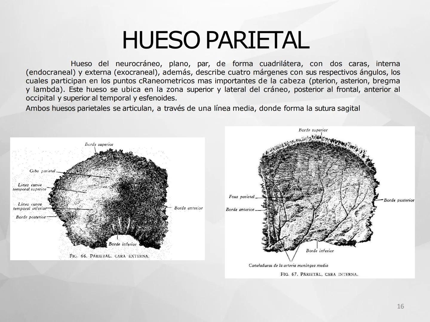 # GUIA
# OSTEOlOGIA
# ESQUELETO
# AXIAL
ANATOMIA CLINICA I
KNE171101
2025
Académico: Klgo. Luis Ureña Gutiérrez
luis.ureta@uda.cl - morf
