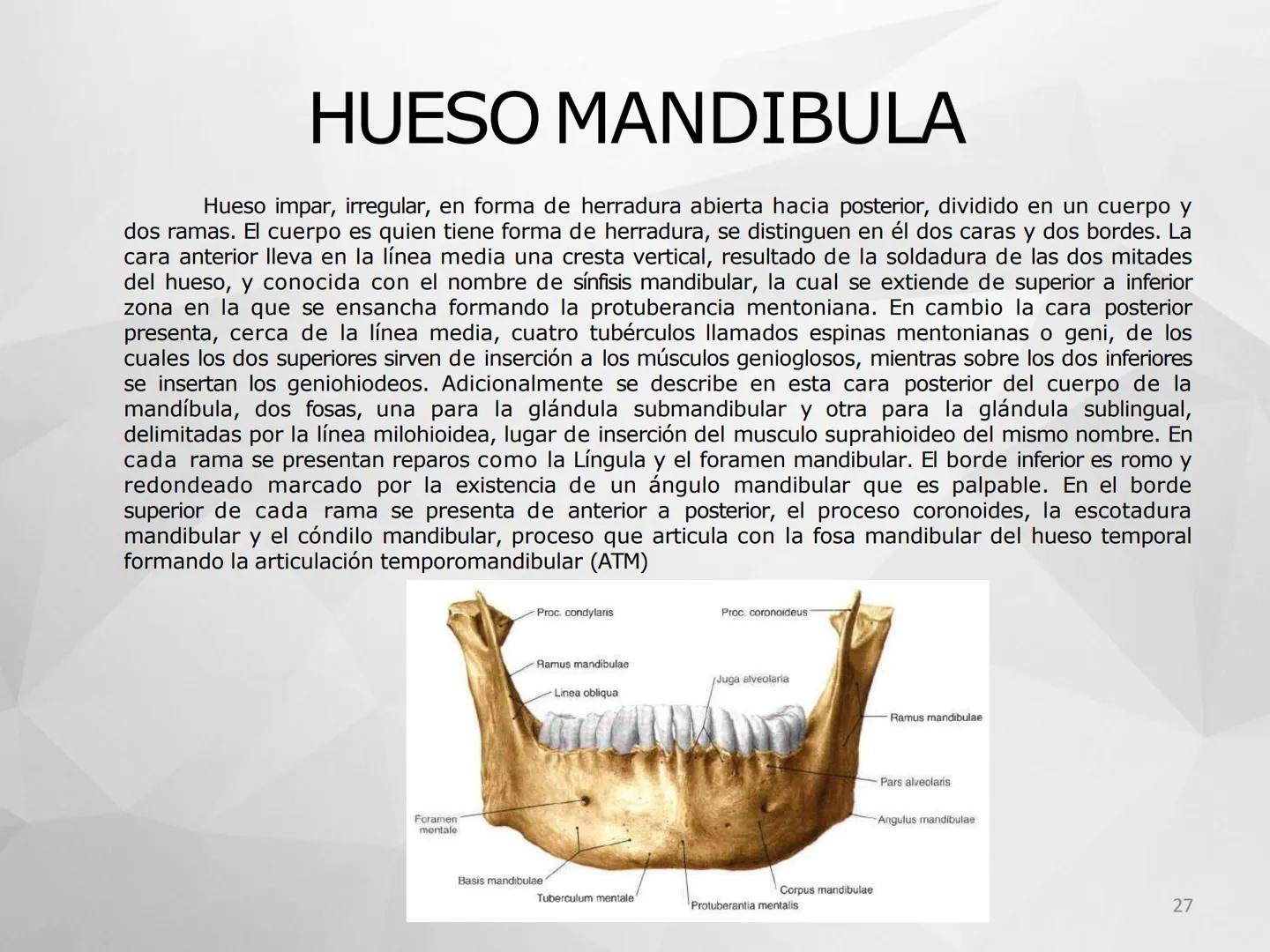 # GUIA
# OSTEOlOGIA
# ESQUELETO
# AXIAL
ANATOMIA CLINICA I
KNE171101
2025
Académico: Klgo. Luis Ureña Gutiérrez
luis.ureta@uda.cl - morf
