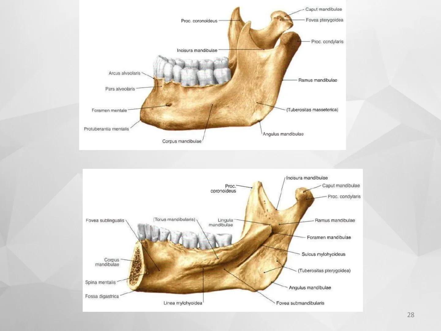 # GUIA
# OSTEOlOGIA
# ESQUELETO
# AXIAL
ANATOMIA CLINICA I
KNE171101
2025
Académico: Klgo. Luis Ureña Gutiérrez
luis.ureta@uda.cl - morf