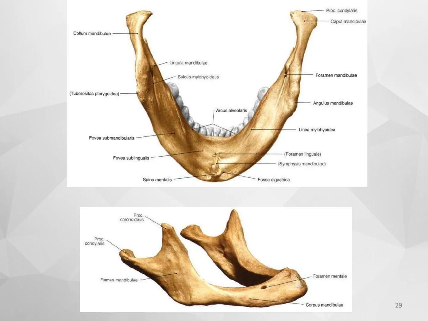 # GUIA
# OSTEOlOGIA
# ESQUELETO
# AXIAL
ANATOMIA CLINICA I
KNE171101
2025
Académico: Klgo. Luis Ureña Gutiérrez
luis.ureta@uda.cl - morf