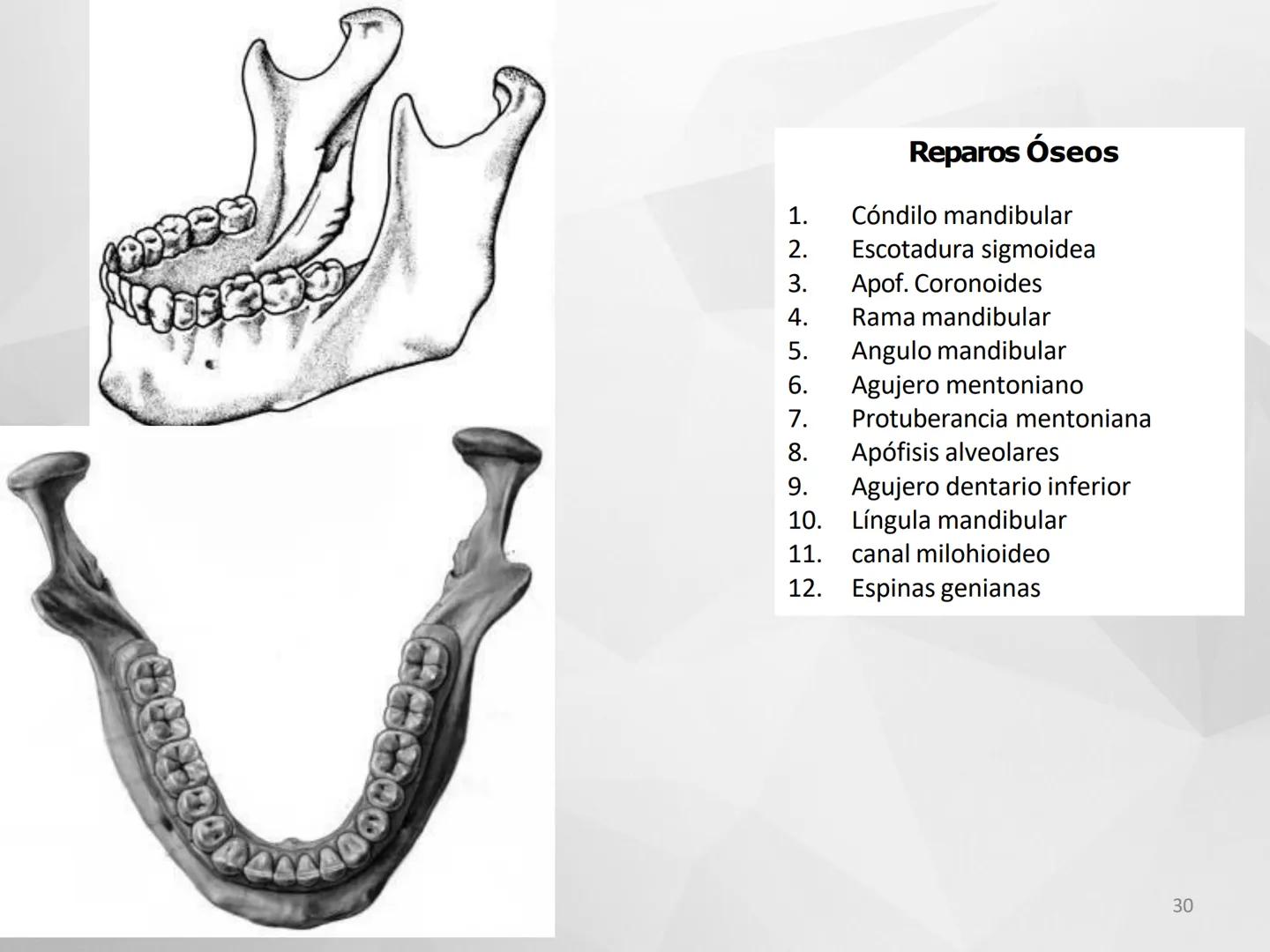 # GUIA
# OSTEOlOGIA
# ESQUELETO
# AXIAL
ANATOMIA CLINICA I
KNE171101
2025
Académico: Klgo. Luis Ureña Gutiérrez
luis.ureta@uda.cl - morf