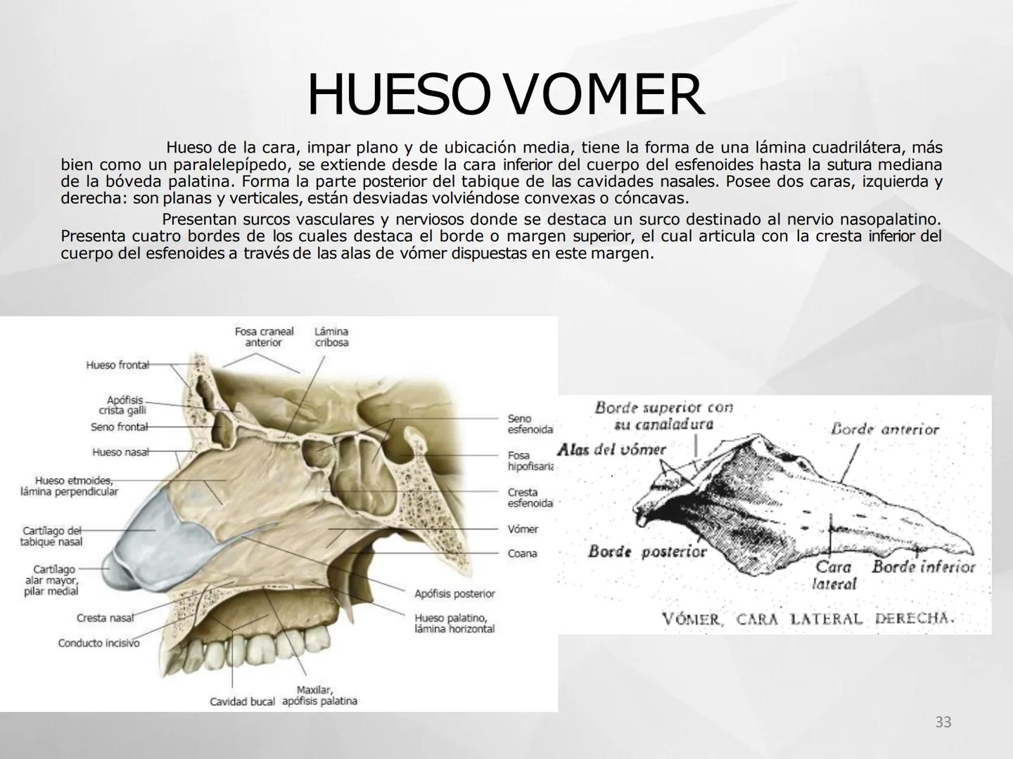 # GUIA
# OSTEOlOGIA
# ESQUELETO
# AXIAL
ANATOMIA CLINICA I
KNE171101
2025
Académico: Klgo. Luis Ureña Gutiérrez
luis.ureta@uda.cl - morf