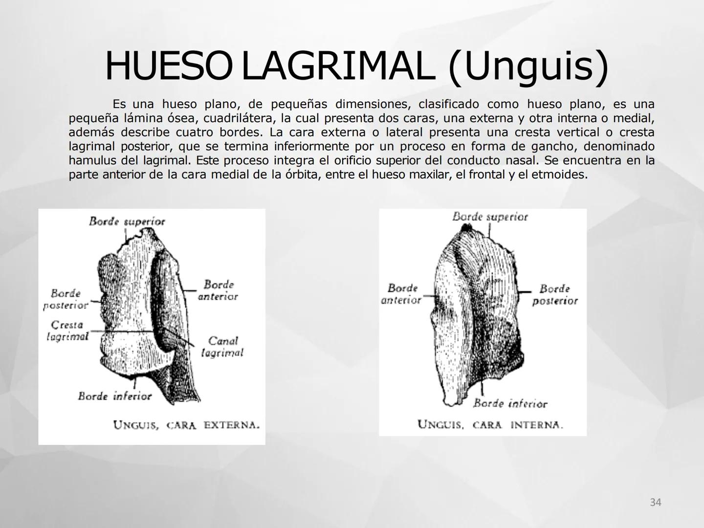 # GUIA
# OSTEOlOGIA
# ESQUELETO
# AXIAL
ANATOMIA CLINICA I
KNE171101
2025
Académico: Klgo. Luis Ureña Gutiérrez
luis.ureta@uda.cl - morf