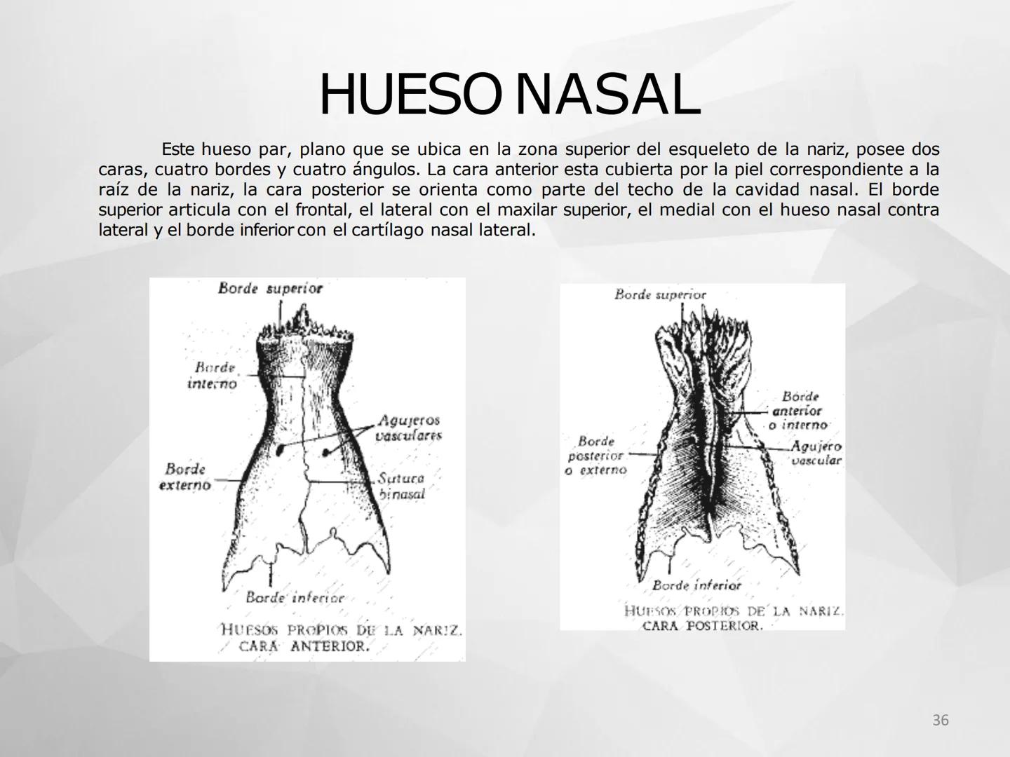 # GUIA
# OSTEOlOGIA
# ESQUELETO
# AXIAL
ANATOMIA CLINICA I
KNE171101
2025
Académico: Klgo. Luis Ureña Gutiérrez
luis.ureta@uda.cl - morf