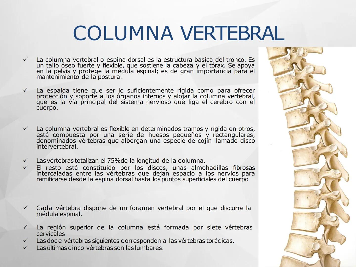 # GUIA
# OSTEOlOGIA
# ESQUELETO
# AXIAL
ANATOMIA CLINICA I
KNE171101
2025
Académico: Klgo. Luis Ureña Gutiérrez
luis.ureta@uda.cl - morf