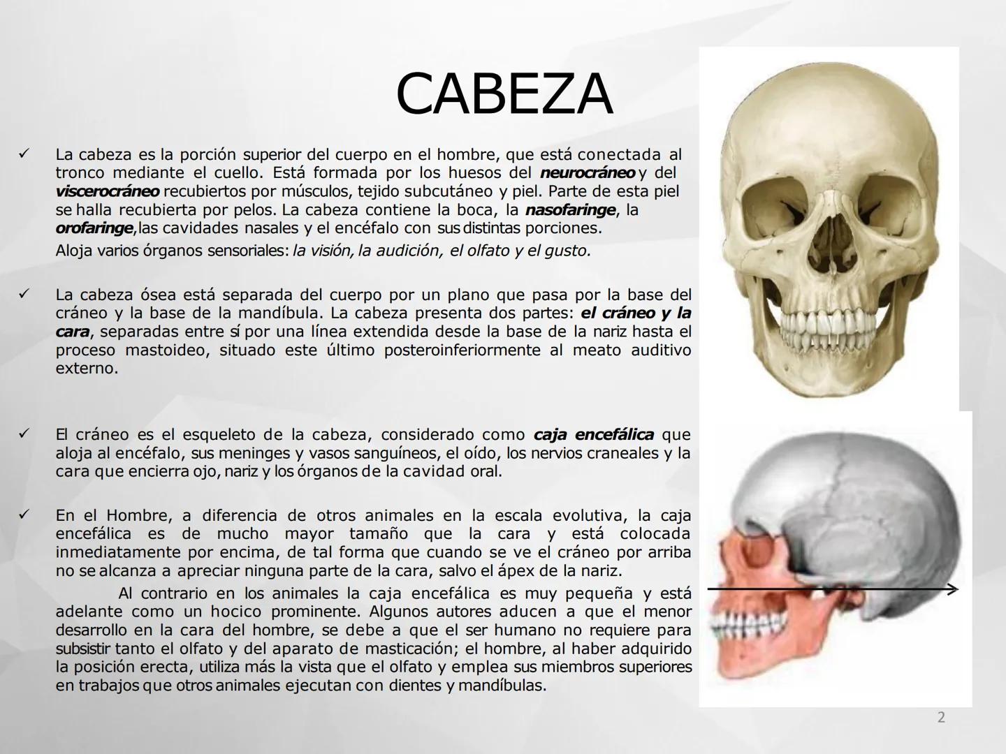 # GUIA
# OSTEOlOGIA
# ESQUELETO
# AXIAL
ANATOMIA CLINICA I
KNE171101
2025
Académico: Klgo. Luis Ureña Gutiérrez
luis.ureta@uda.cl - morf