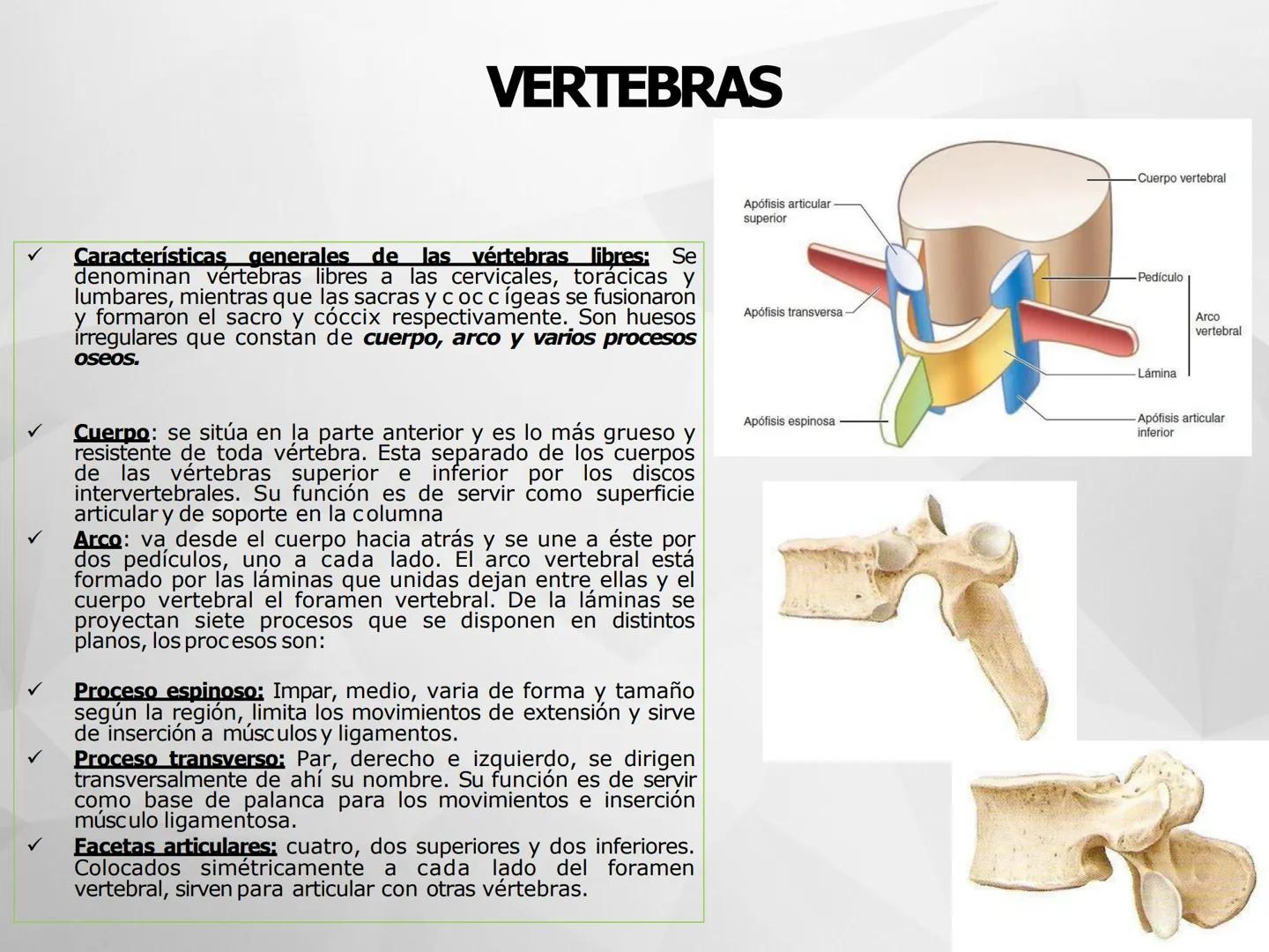 # GUIA
# OSTEOlOGIA
# ESQUELETO
# AXIAL
ANATOMIA CLINICA I
KNE171101
2025
Académico: Klgo. Luis Ureña Gutiérrez
luis.ureta@uda.cl - morf