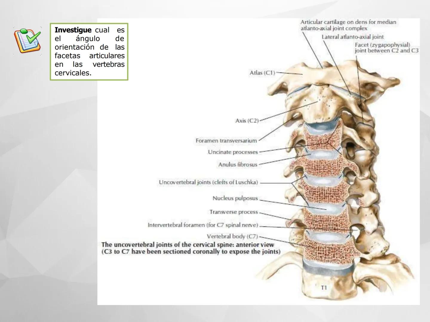 # GUIA
# OSTEOlOGIA
# ESQUELETO
# AXIAL
ANATOMIA CLINICA I
KNE171101
2025
Académico: Klgo. Luis Ureña Gutiérrez
luis.ureta@uda.cl - morf