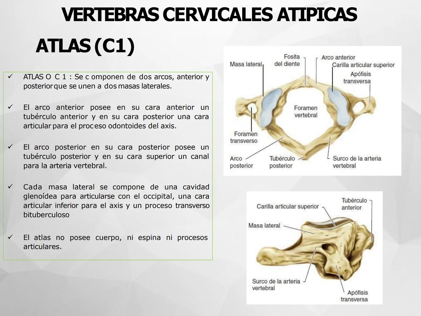 # GUIA
# OSTEOlOGIA
# ESQUELETO
# AXIAL
ANATOMIA CLINICA I
KNE171101
2025
Académico: Klgo. Luis Ureña Gutiérrez
luis.ureta@uda.cl - morf