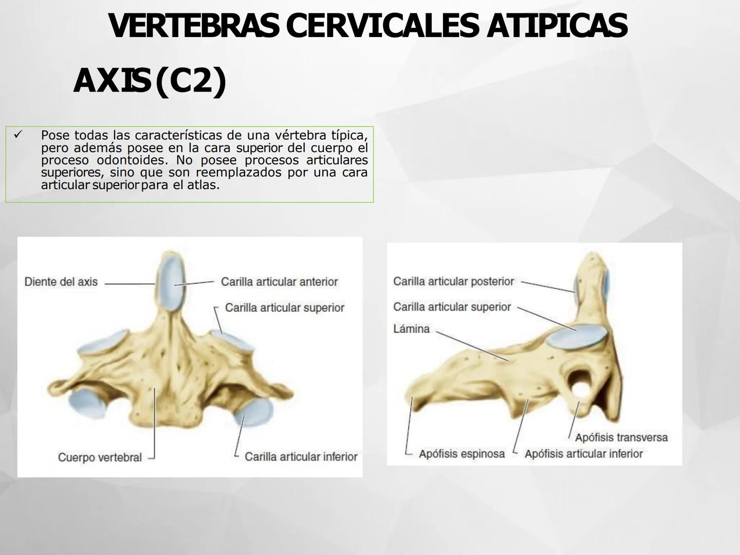 # GUIA
# OSTEOlOGIA
# ESQUELETO
# AXIAL
ANATOMIA CLINICA I
KNE171101
2025
Académico: Klgo. Luis Ureña Gutiérrez
luis.ureta@uda.cl - morf