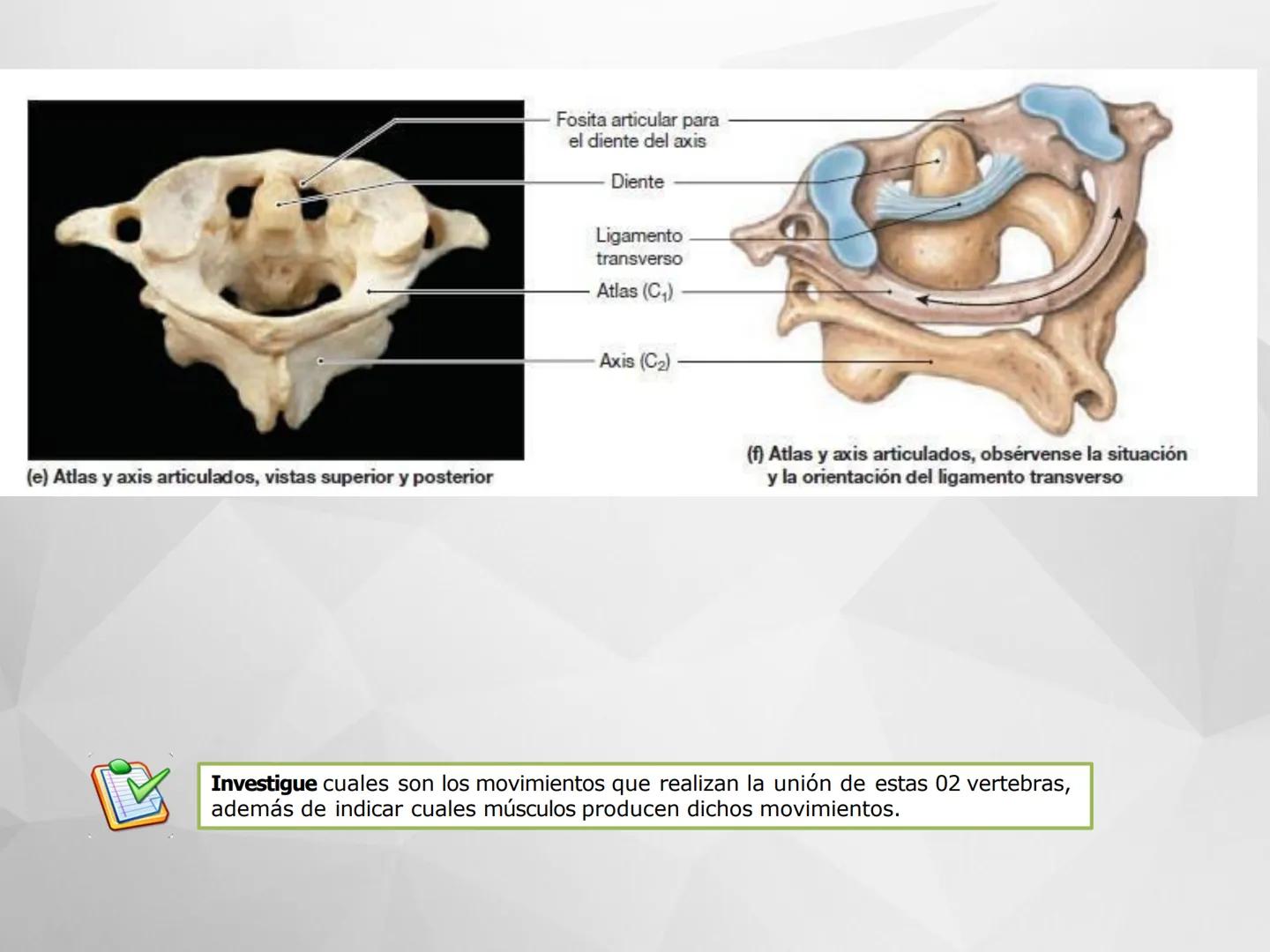 # GUIA
# OSTEOlOGIA
# ESQUELETO
# AXIAL
ANATOMIA CLINICA I
KNE171101
2025
Académico: Klgo. Luis Ureña Gutiérrez
luis.ureta@uda.cl - morf