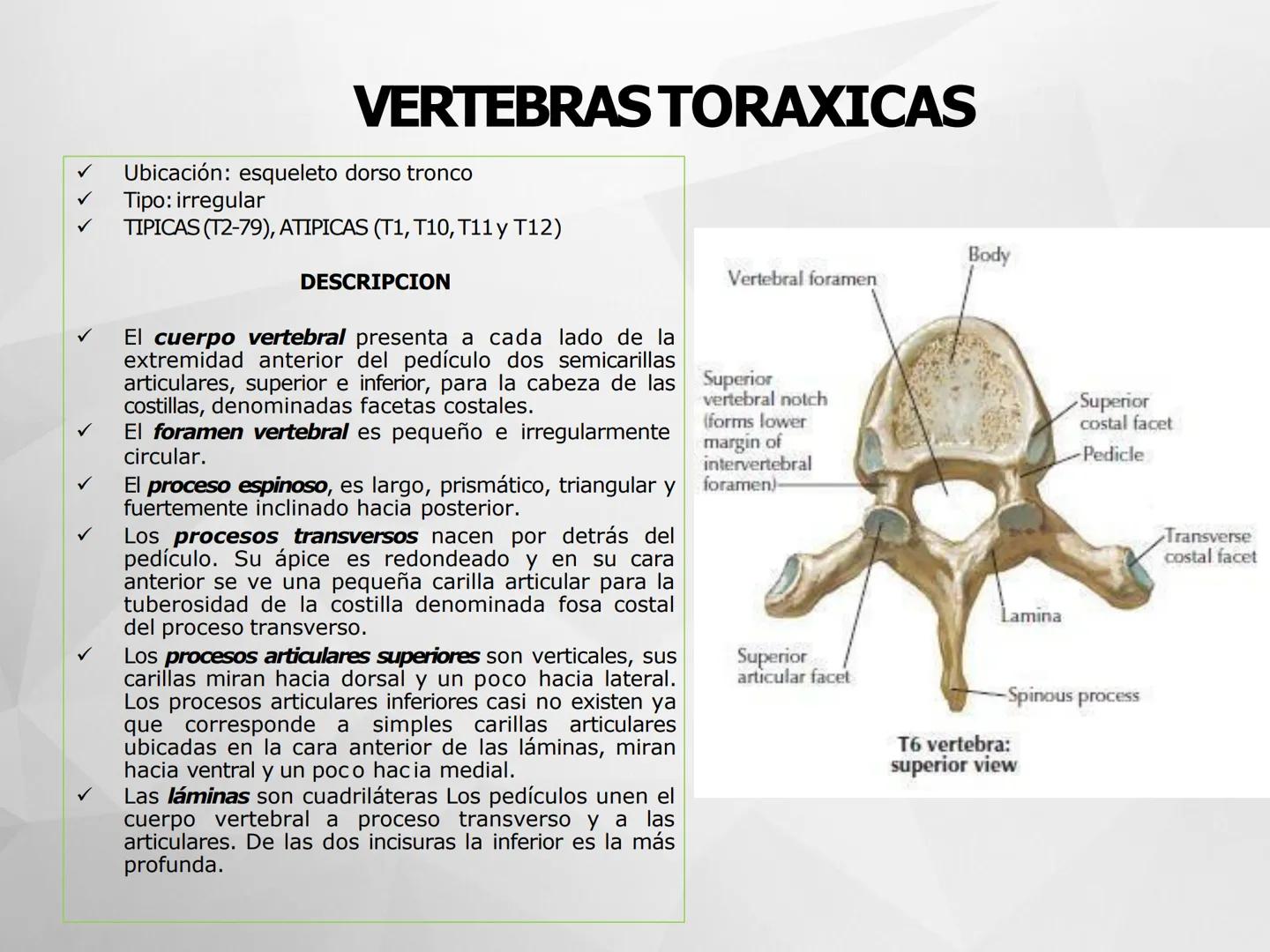 # GUIA
# OSTEOlOGIA
# ESQUELETO
# AXIAL
ANATOMIA CLINICA I
KNE171101
2025
Académico: Klgo. Luis Ureña Gutiérrez
luis.ureta@uda.cl - morf