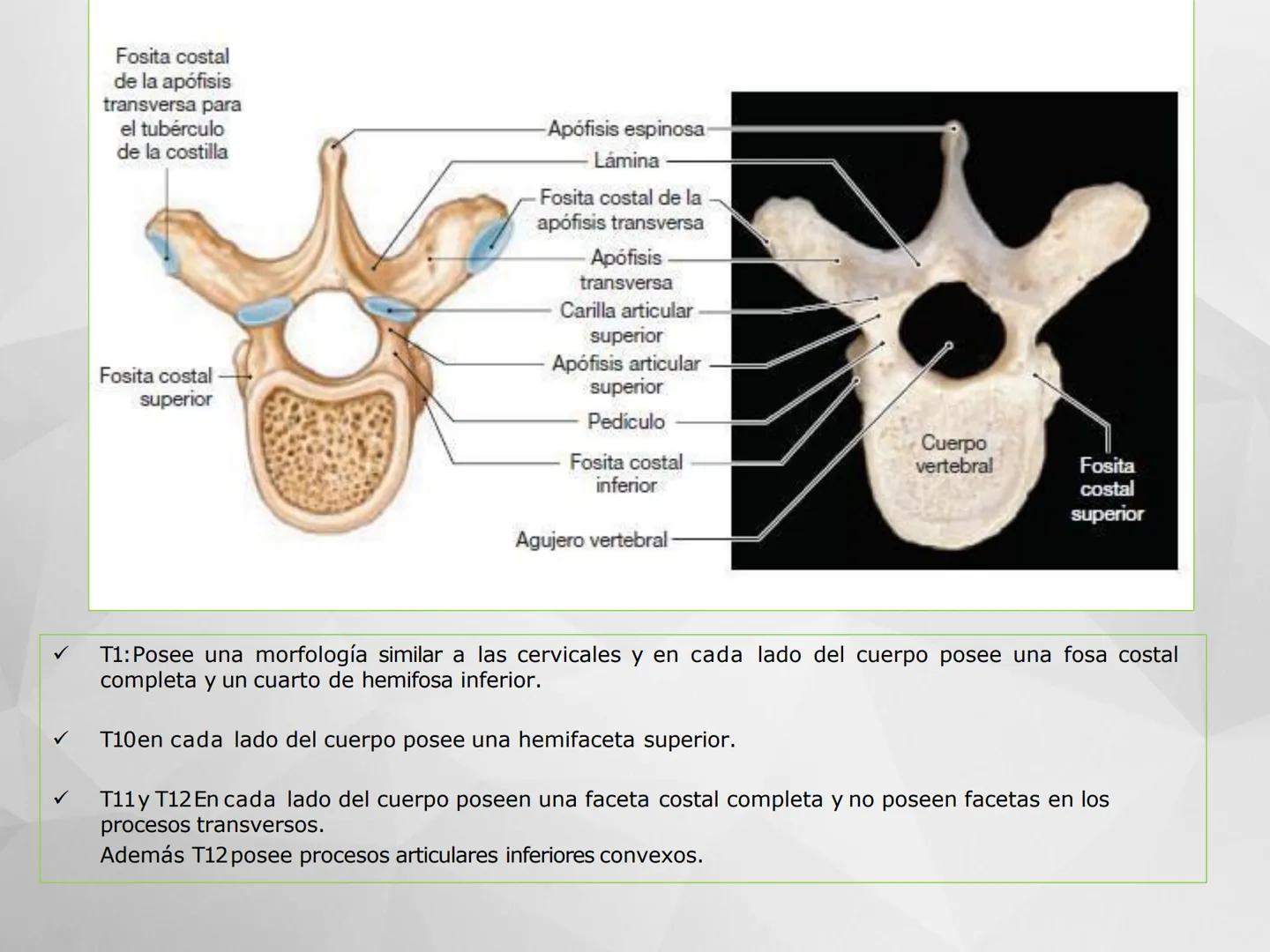 # GUIA
# OSTEOlOGIA
# ESQUELETO
# AXIAL
ANATOMIA CLINICA I
KNE171101
2025
Académico: Klgo. Luis Ureña Gutiérrez
luis.ureta@uda.cl - morf