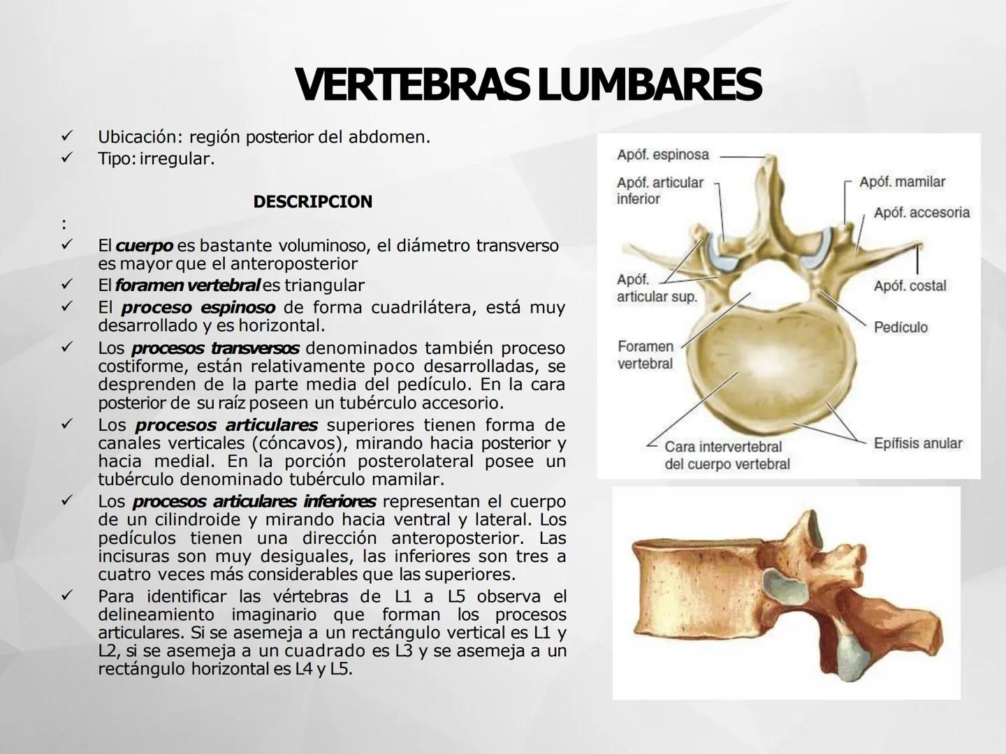# GUIA
# OSTEOlOGIA
# ESQUELETO
# AXIAL
ANATOMIA CLINICA I
KNE171101
2025
Académico: Klgo. Luis Ureña Gutiérrez
luis.ureta@uda.cl - morf