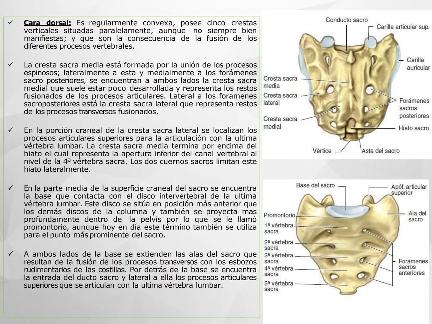 # GUIA
# OSTEOlOGIA
# ESQUELETO
# AXIAL
ANATOMIA CLINICA I
KNE171101
2025
Académico: Klgo. Luis Ureña Gutiérrez
luis.ureta@uda.cl - morf