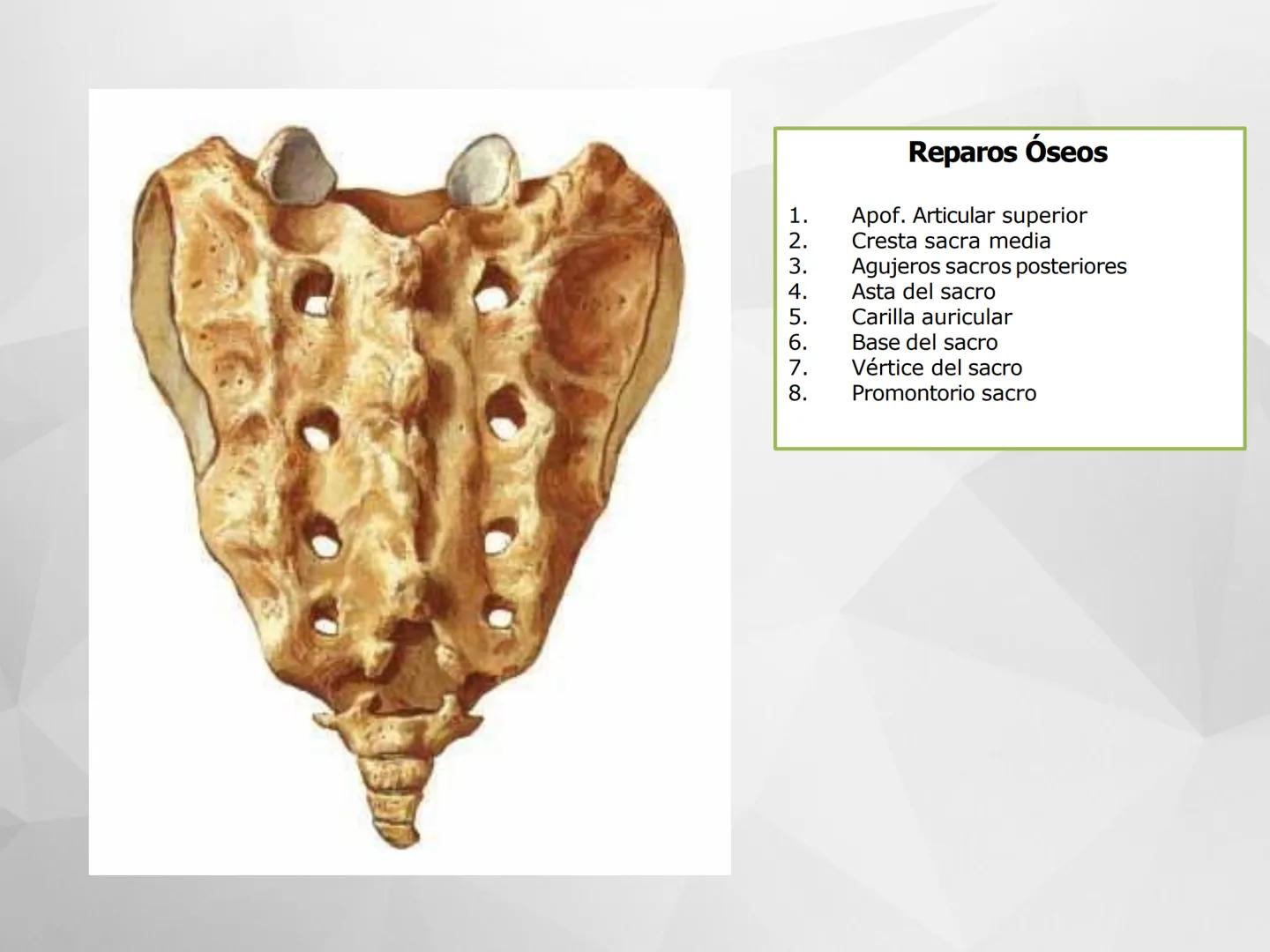 # GUIA
# OSTEOlOGIA
# ESQUELETO
# AXIAL
ANATOMIA CLINICA I
KNE171101
2025
Académico: Klgo. Luis Ureña Gutiérrez
luis.ureta@uda.cl - morf
