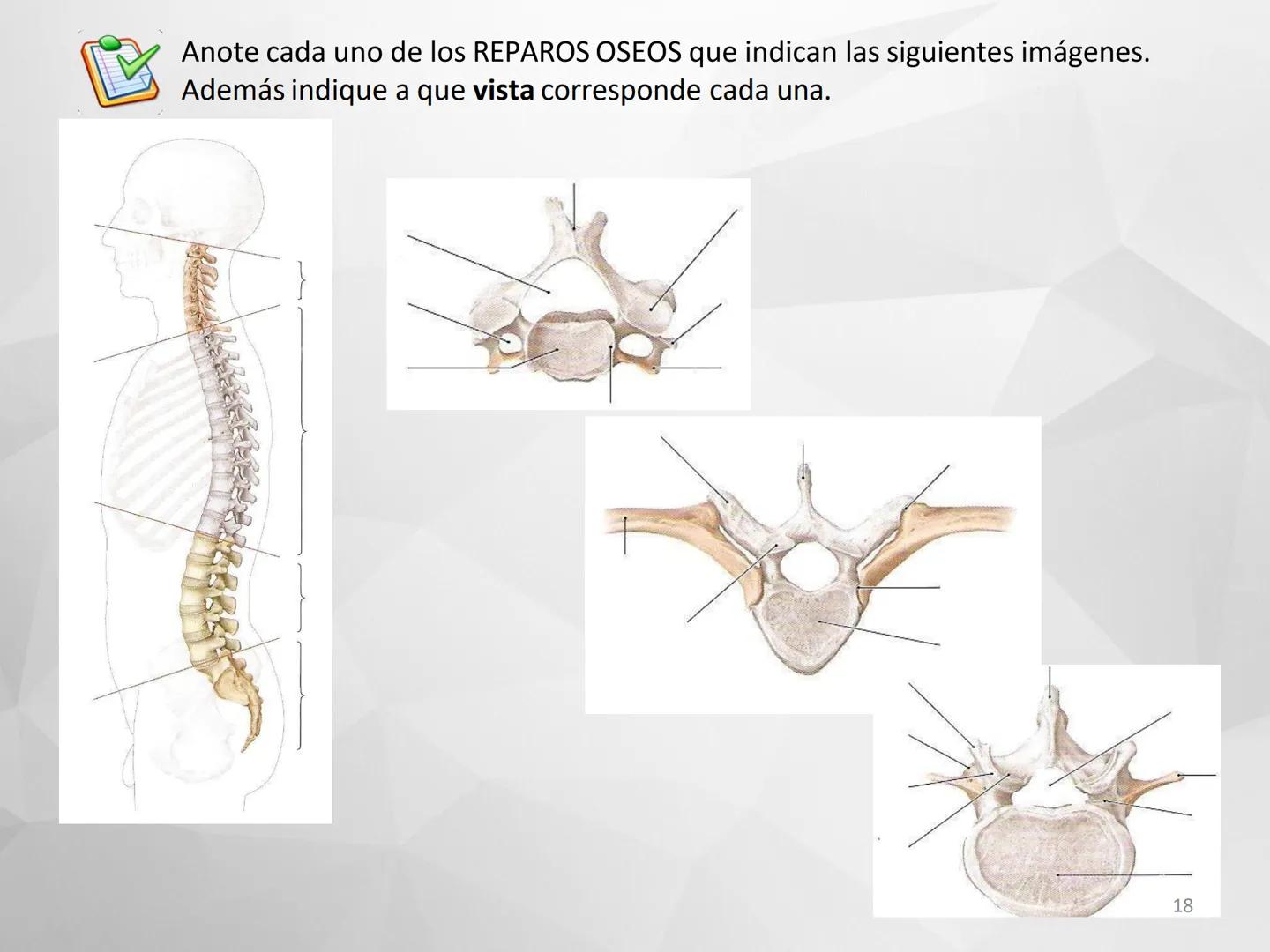 # GUIA
# OSTEOlOGIA
# ESQUELETO
# AXIAL
ANATOMIA CLINICA I
KNE171101
2025
Académico: Klgo. Luis Ureña Gutiérrez
luis.ureta@uda.cl - morf