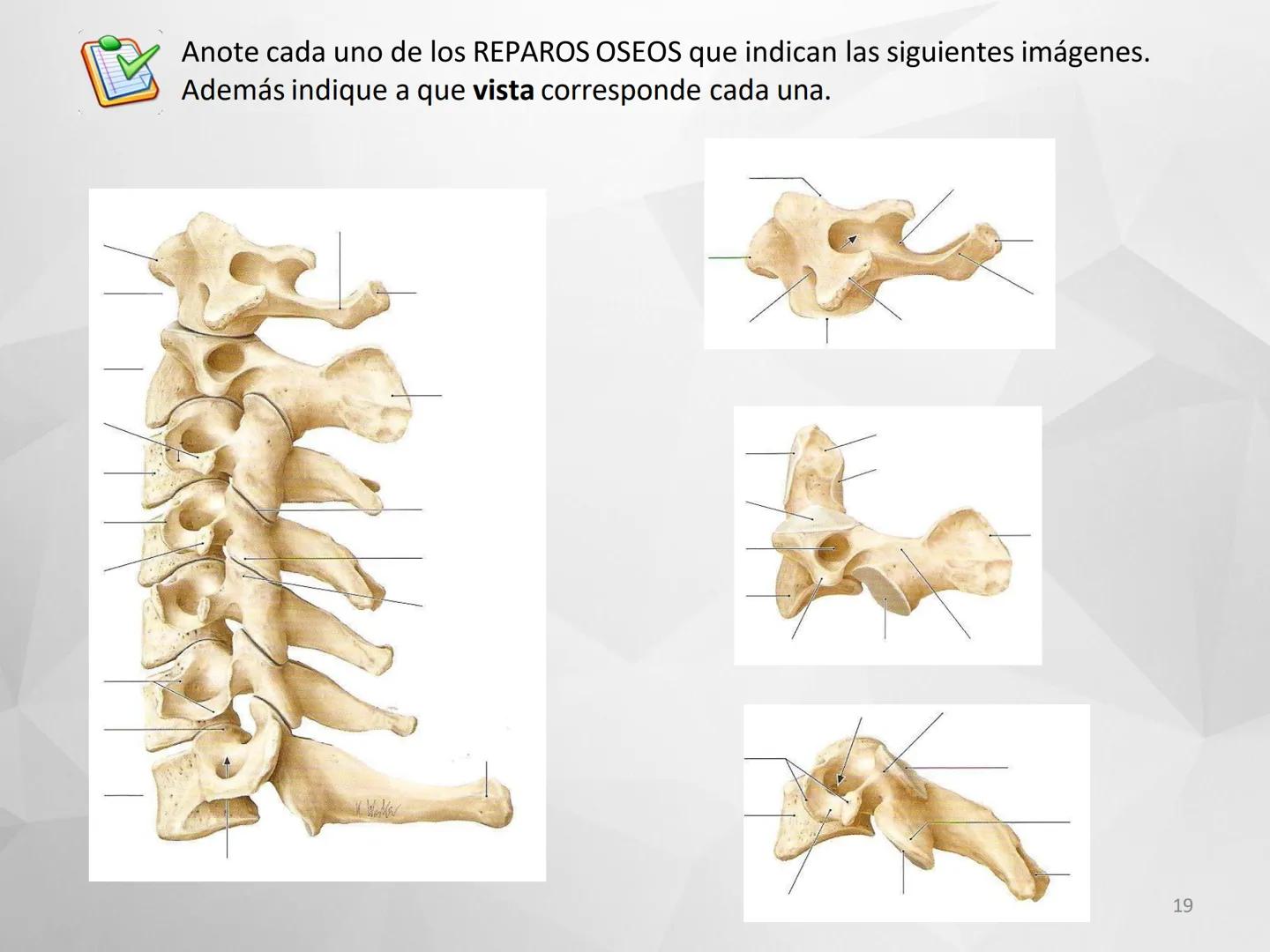 # GUIA
# OSTEOlOGIA
# ESQUELETO
# AXIAL
ANATOMIA CLINICA I
KNE171101
2025
Académico: Klgo. Luis Ureña Gutiérrez
luis.ureta@uda.cl - morf
