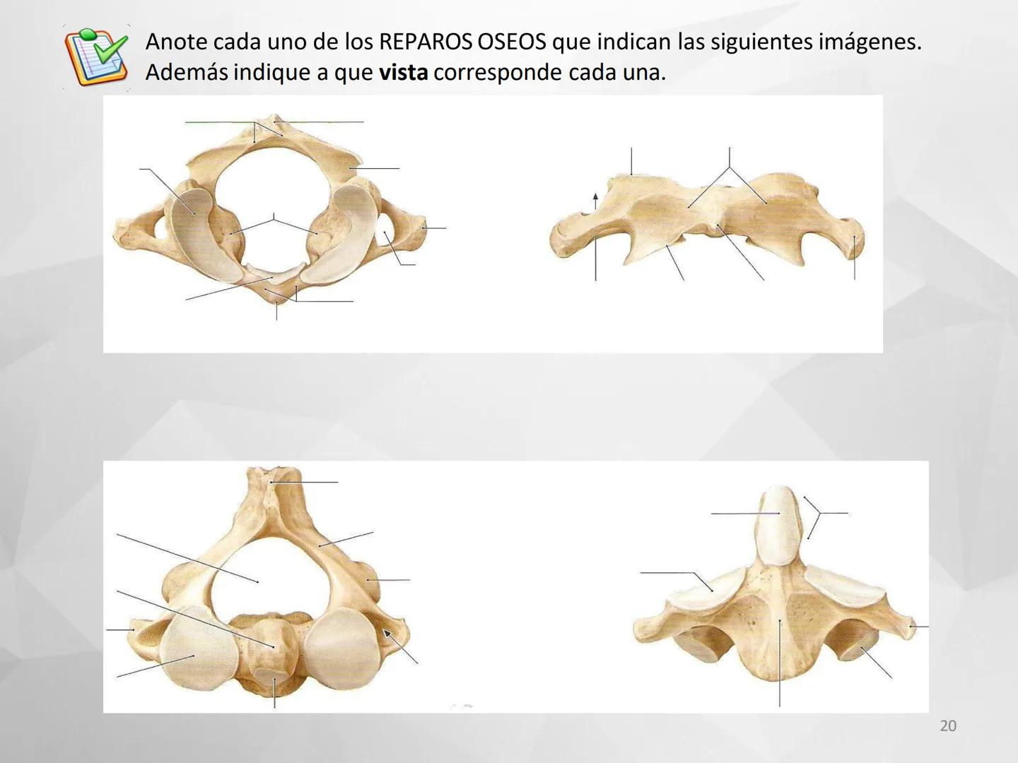 # GUIA
# OSTEOlOGIA
# ESQUELETO
# AXIAL
ANATOMIA CLINICA I
KNE171101
2025
Académico: Klgo. Luis Ureña Gutiérrez
luis.ureta@uda.cl - morf