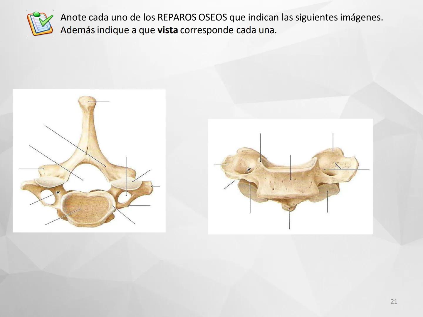 # GUIA
# OSTEOlOGIA
# ESQUELETO
# AXIAL
ANATOMIA CLINICA I
KNE171101
2025
Académico: Klgo. Luis Ureña Gutiérrez
luis.ureta@uda.cl - morf