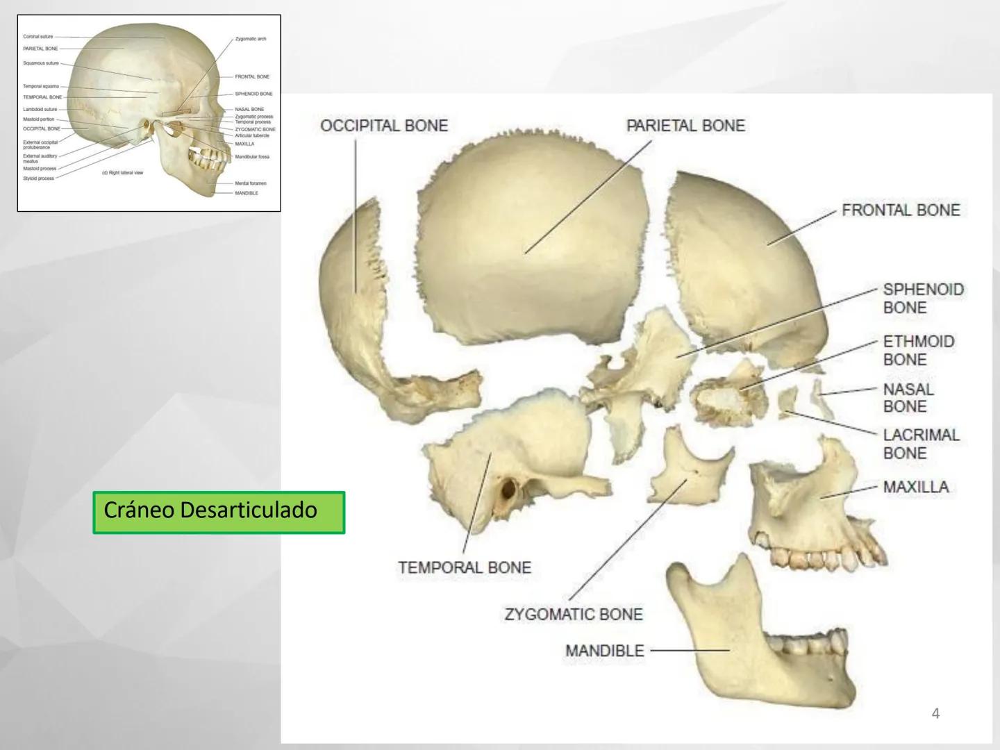 # GUIA
# OSTEOlOGIA
# ESQUELETO
# AXIAL
ANATOMIA CLINICA I
KNE171101
2025
Académico: Klgo. Luis Ureña Gutiérrez
luis.ureta@uda.cl - morf