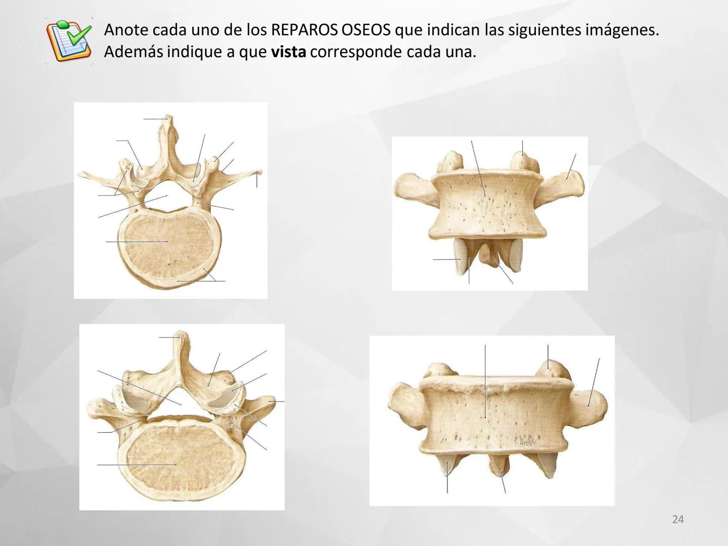 # GUIA
# OSTEOlOGIA
# ESQUELETO
# AXIAL
ANATOMIA CLINICA I
KNE171101
2025
Académico: Klgo. Luis Ureña Gutiérrez
luis.ureta@uda.cl - morf