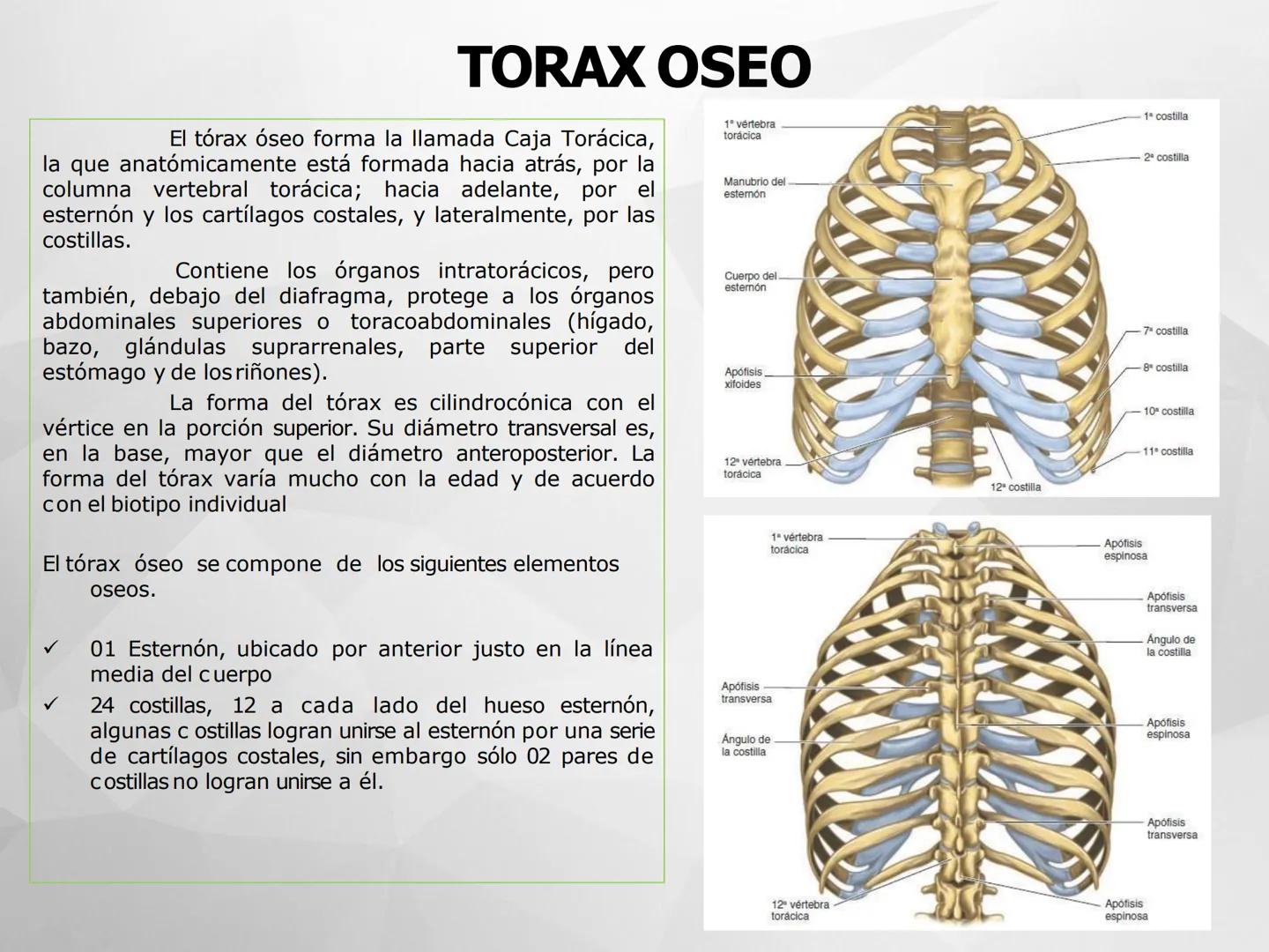 # GUIA
# OSTEOlOGIA
# ESQUELETO
# AXIAL
ANATOMIA CLINICA I
KNE171101
2025
Académico: Klgo. Luis Ureña Gutiérrez
luis.ureta@uda.cl - morf