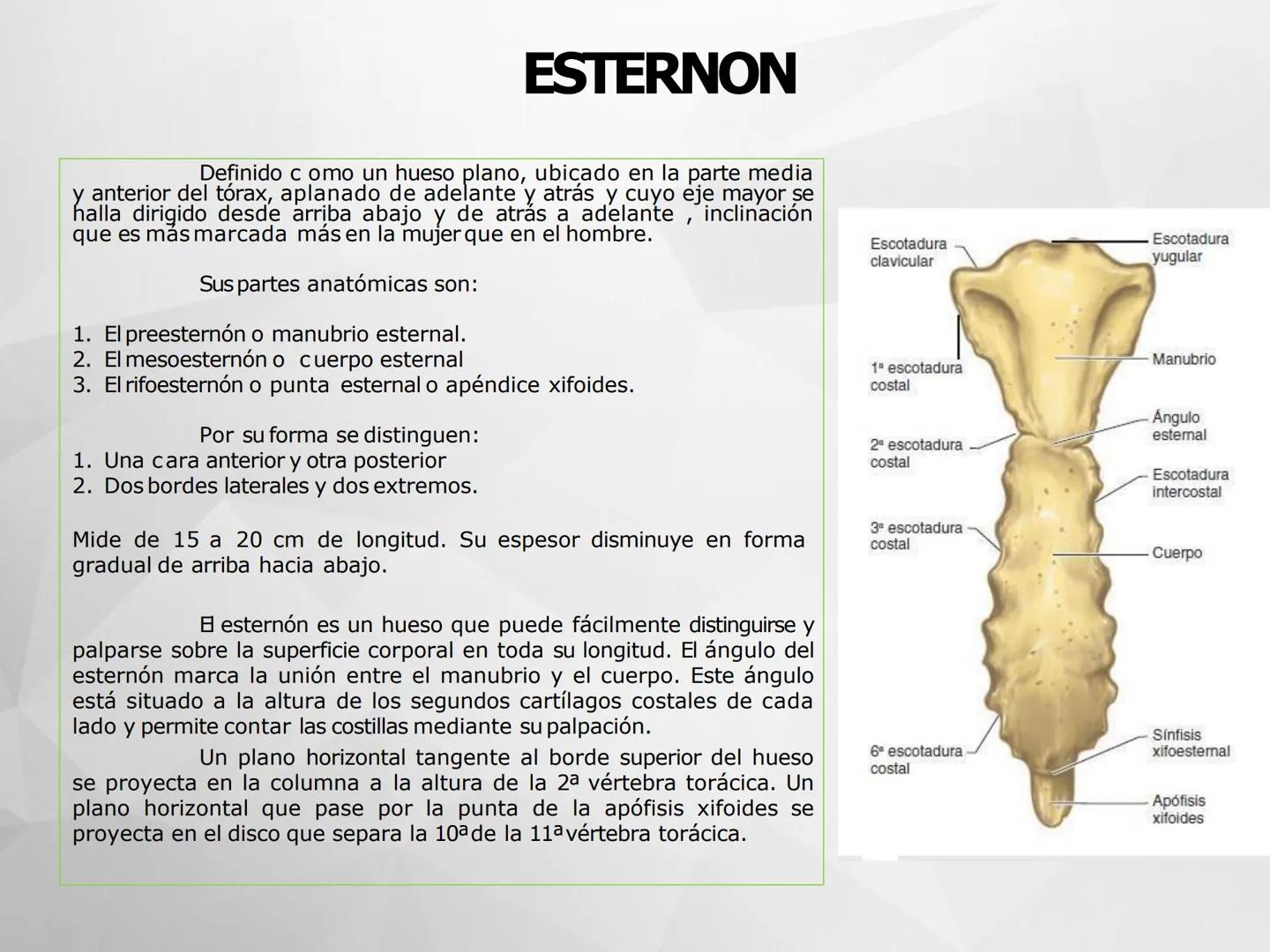 # GUIA
# OSTEOlOGIA
# ESQUELETO
# AXIAL
ANATOMIA CLINICA I
KNE171101
2025
Académico: Klgo. Luis Ureña Gutiérrez
luis.ureta@uda.cl - morf