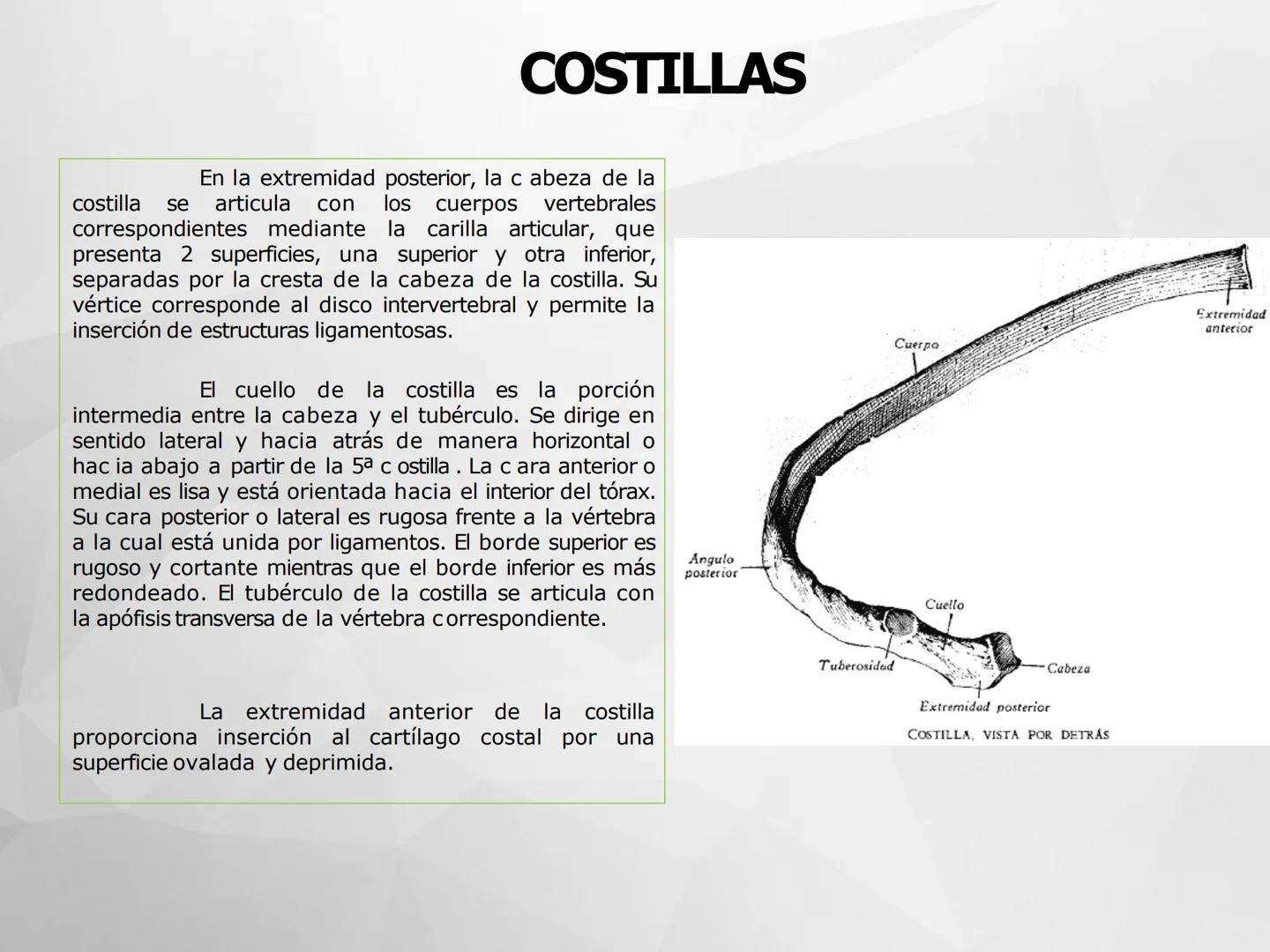 # GUIA
# OSTEOlOGIA
# ESQUELETO
# AXIAL
ANATOMIA CLINICA I
KNE171101
2025
Académico: Klgo. Luis Ureña Gutiérrez
luis.ureta@uda.cl - morf