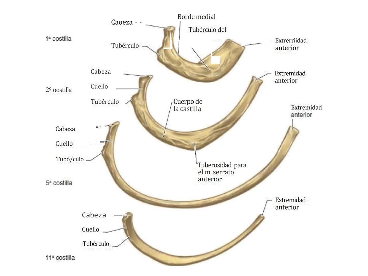 # GUIA
# OSTEOlOGIA
# ESQUELETO
# AXIAL
ANATOMIA CLINICA I
KNE171101
2025
Académico: Klgo. Luis Ureña Gutiérrez
luis.ureta@uda.cl - morf