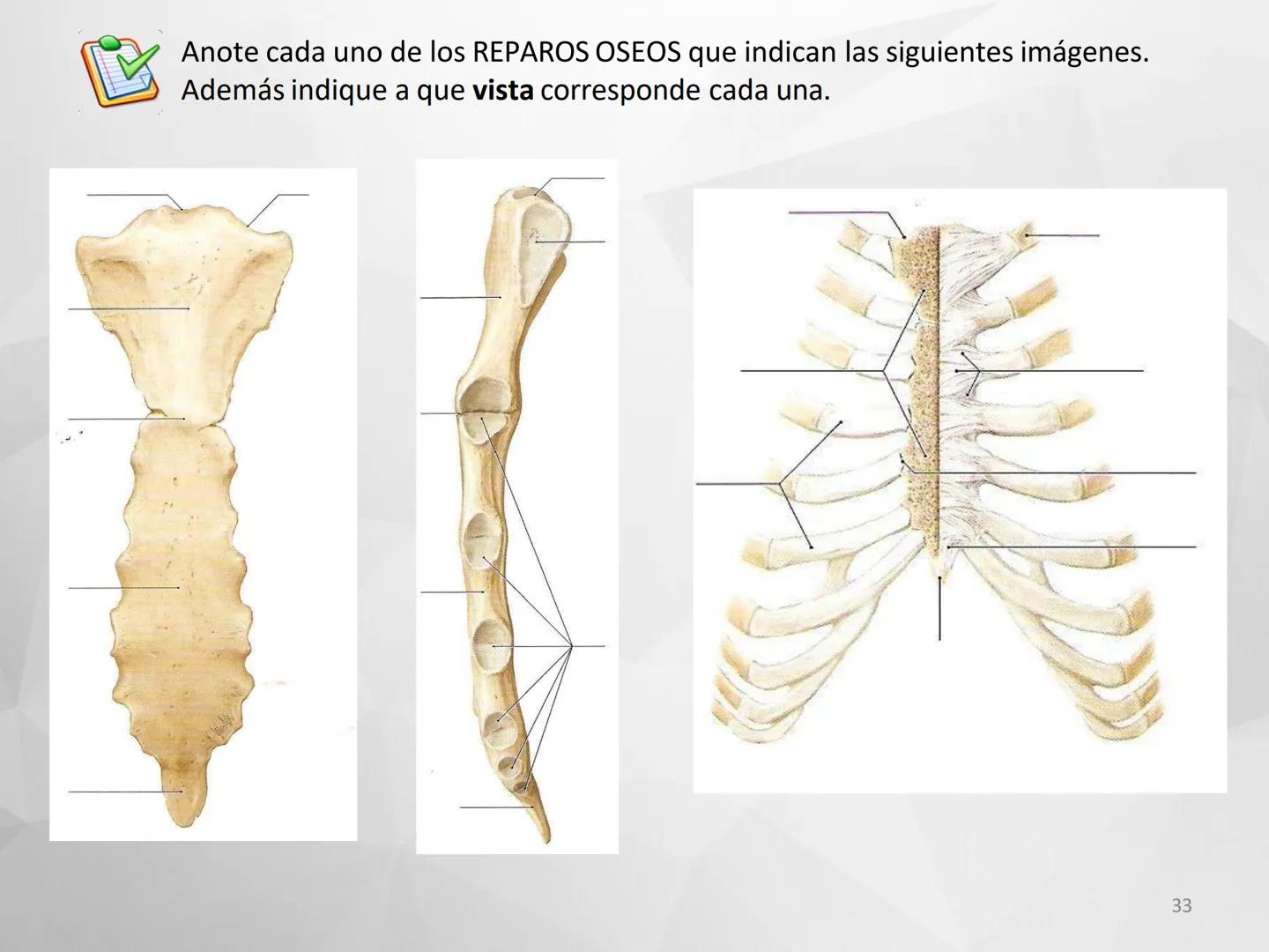 # GUIA
# OSTEOlOGIA
# ESQUELETO
# AXIAL
ANATOMIA CLINICA I
KNE171101
2025
Académico: Klgo. Luis Ureña Gutiérrez
luis.ureta@uda.cl - morf