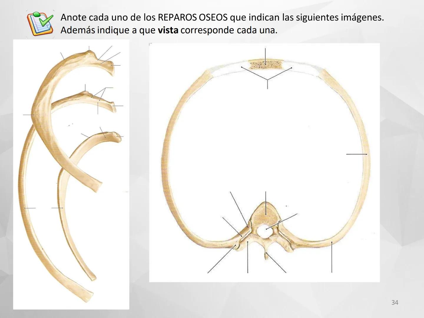 # GUIA
# OSTEOlOGIA
# ESQUELETO
# AXIAL
ANATOMIA CLINICA I
KNE171101
2025
Académico: Klgo. Luis Ureña Gutiérrez
luis.ureta@uda.cl - morf