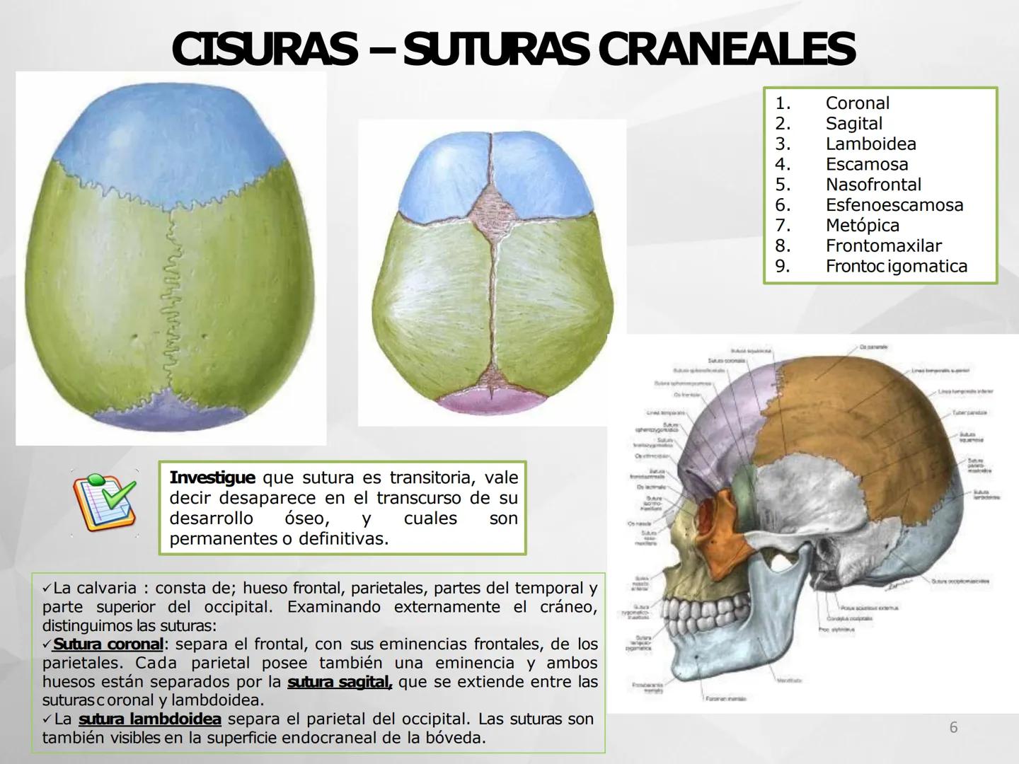 # GUIA
# OSTEOlOGIA
# ESQUELETO
# AXIAL
ANATOMIA CLINICA I
KNE171101
2025
Académico: Klgo. Luis Ureña Gutiérrez
luis.ureta@uda.cl - morf