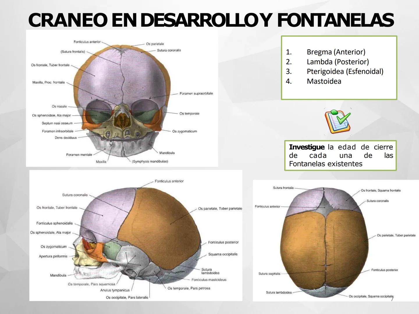 # GUIA
# OSTEOlOGIA
# ESQUELETO
# AXIAL
ANATOMIA CLINICA I
KNE171101
2025
Académico: Klgo. Luis Ureña Gutiérrez
luis.ureta@uda.cl - morf