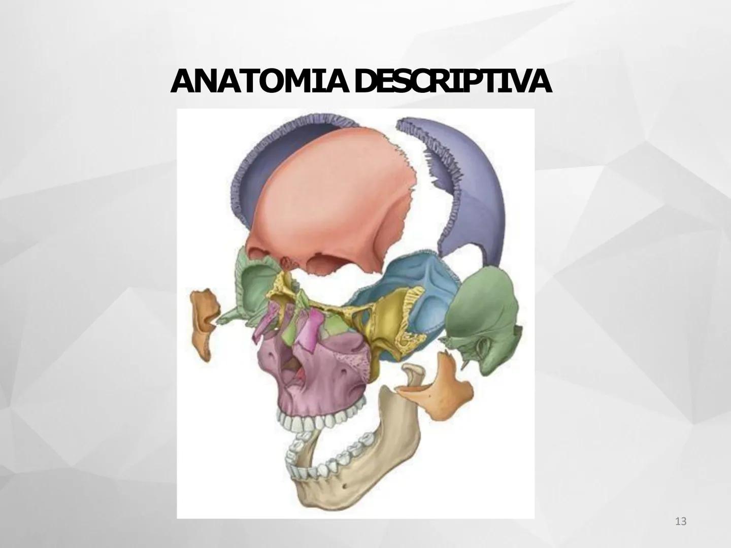 ## GUIA
## OSTEOLOGIA
## ESQUELETO
## AXIAL
## ANATOMIA CLINICA I
## KNE171101
2025
Académico: Klgo. Luis Ureta Gutiérrez
luis.ureta@uda.